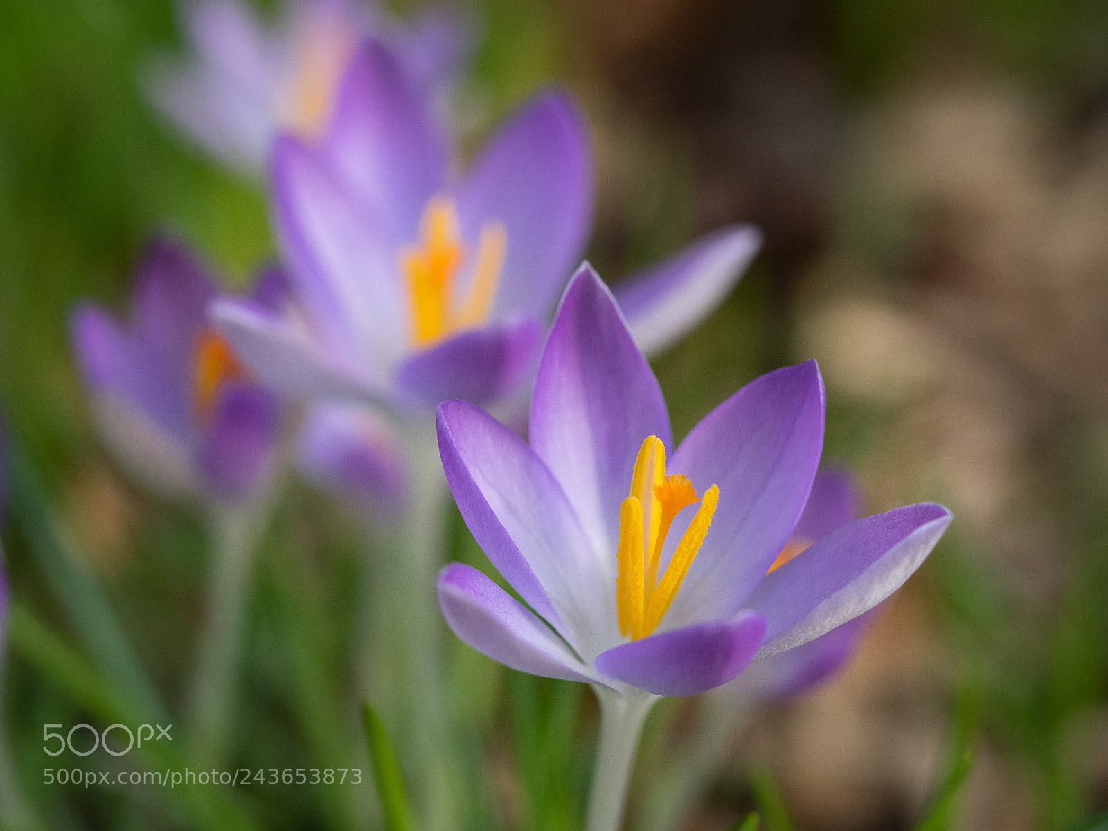 Olympus OM-D E-M1 sample photo. Springtime has begun ... photography
