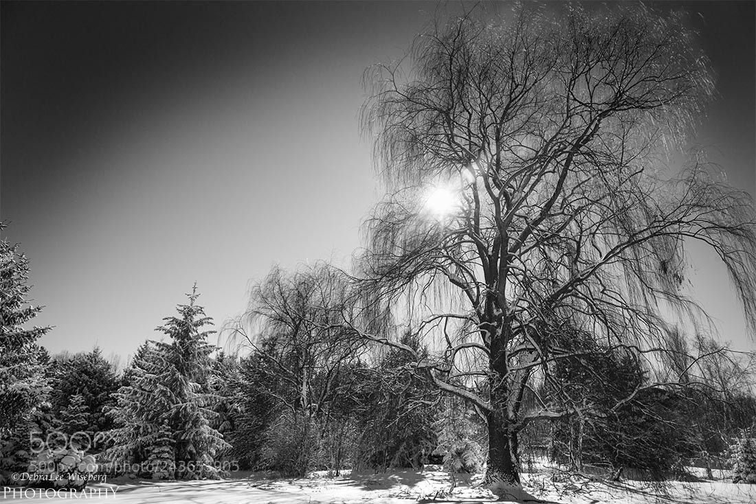 Nikon D800 sample photo. There is a giant photography