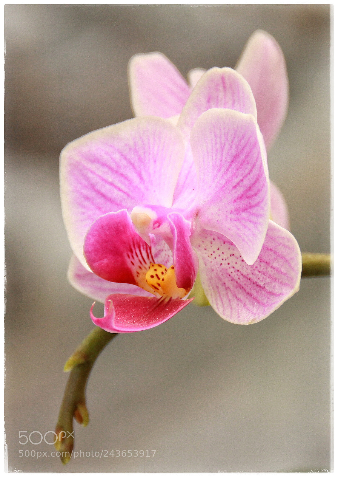 Canon EOS 50D sample photo. Untitled photography
