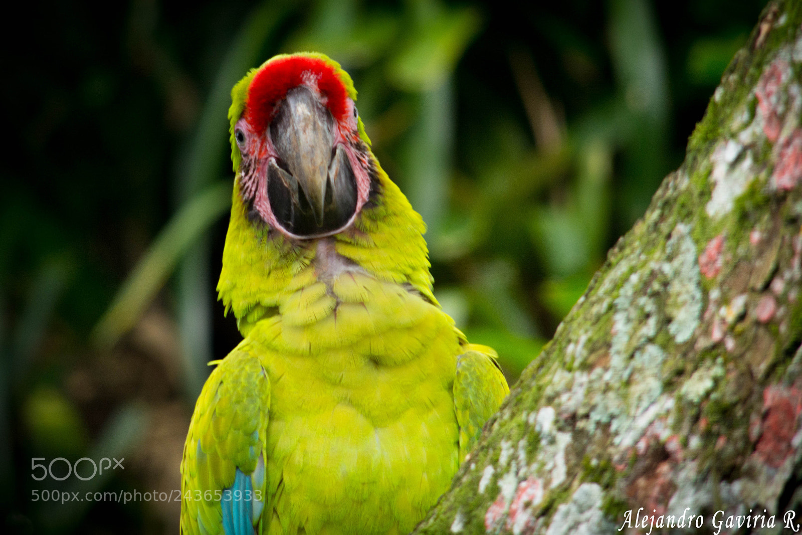 Nikon D7100 sample photo. Guacamaya photography