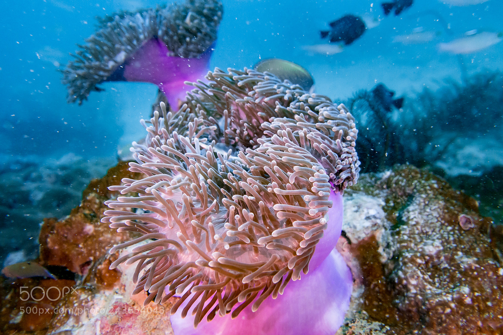 Sony Cyber-shot DSC-RX100 III sample photo. Sea anemone photography