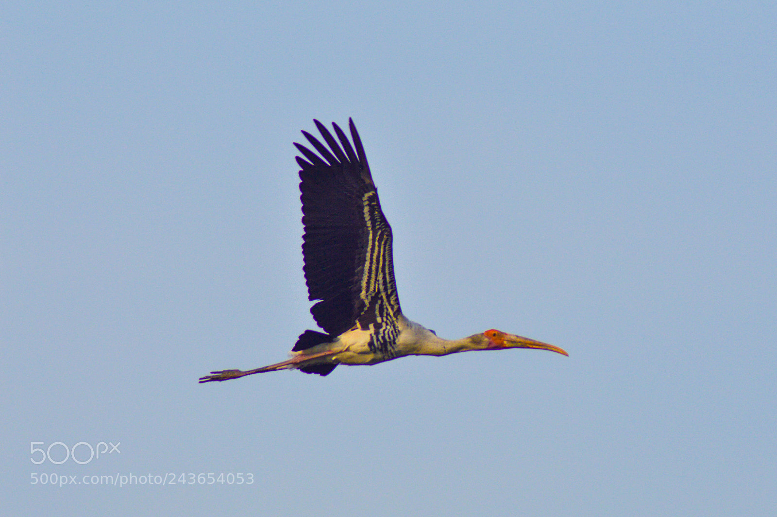 Nikon D3200 sample photo. Flight photography