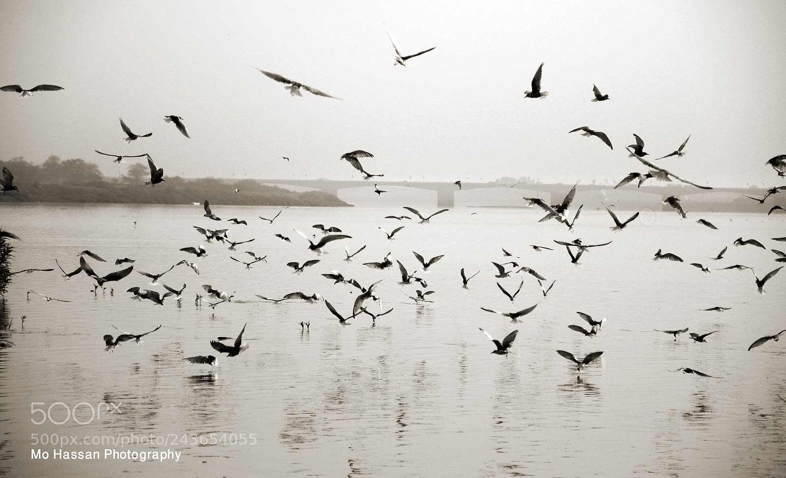 Nikon D300S sample photo. Birds in the morning photography