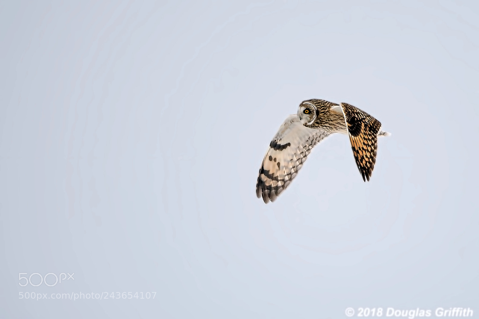 Nikon D500 sample photo. Downbeat short-eared owl asio photography