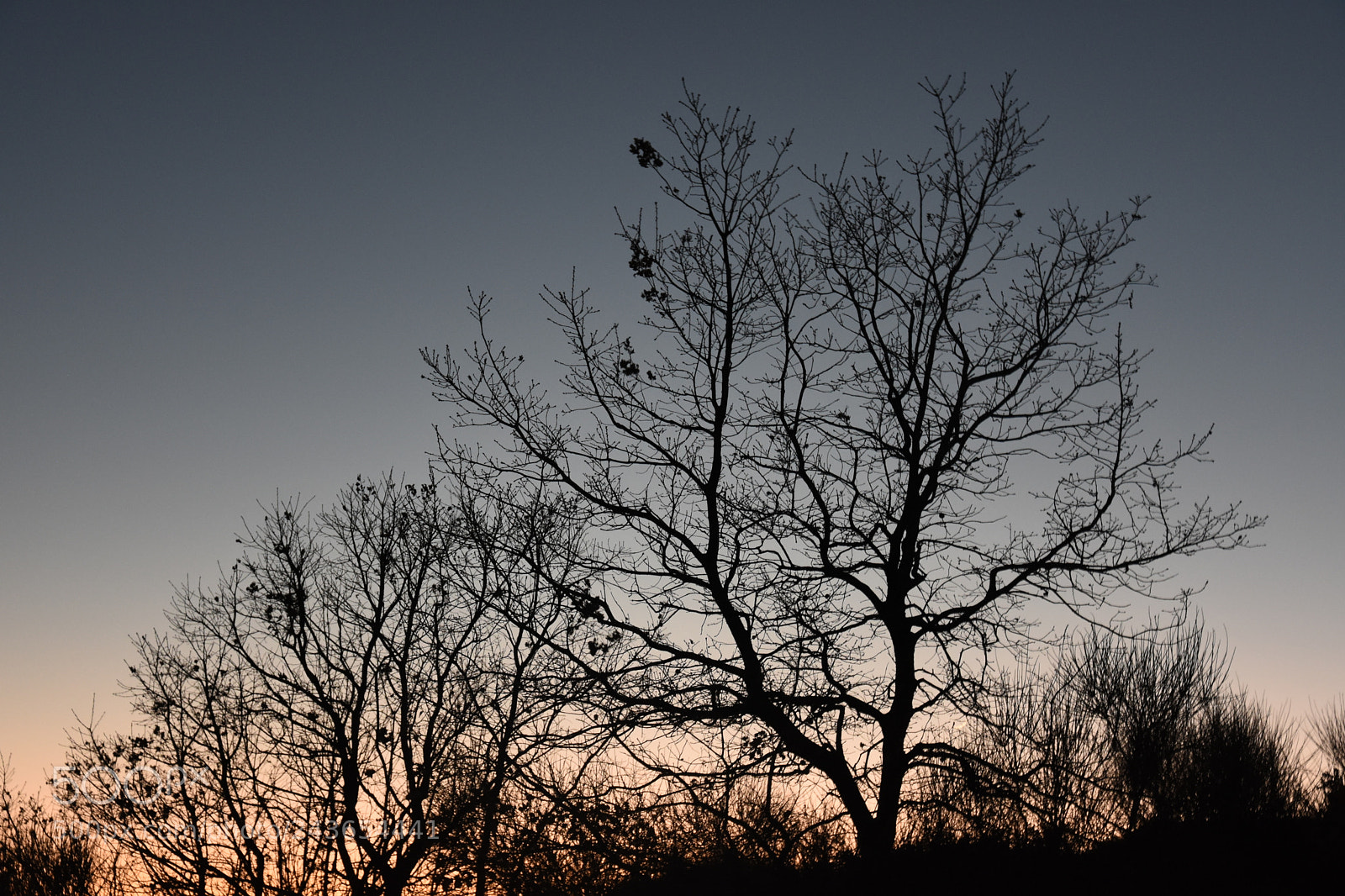 Nikon D7200 sample photo. Quercia al tramonto parco photography
