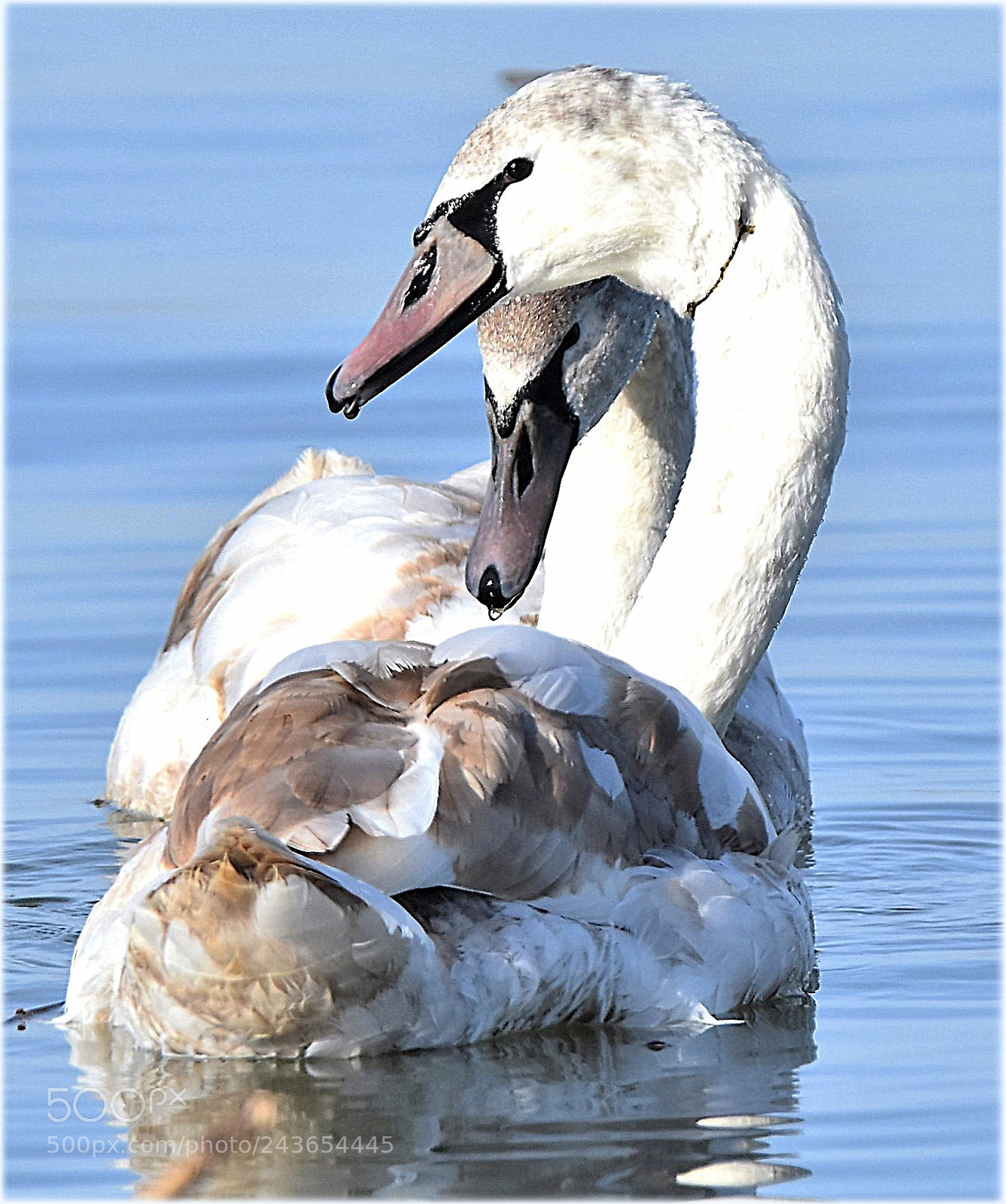 Nikon D7200 sample photo. "swan-jongsters" photography