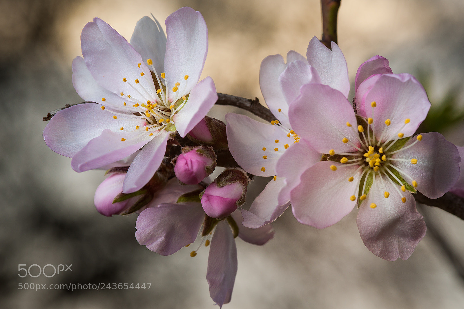 Sony Alpha DSLR-A900 sample photo. Almond blossoms photography