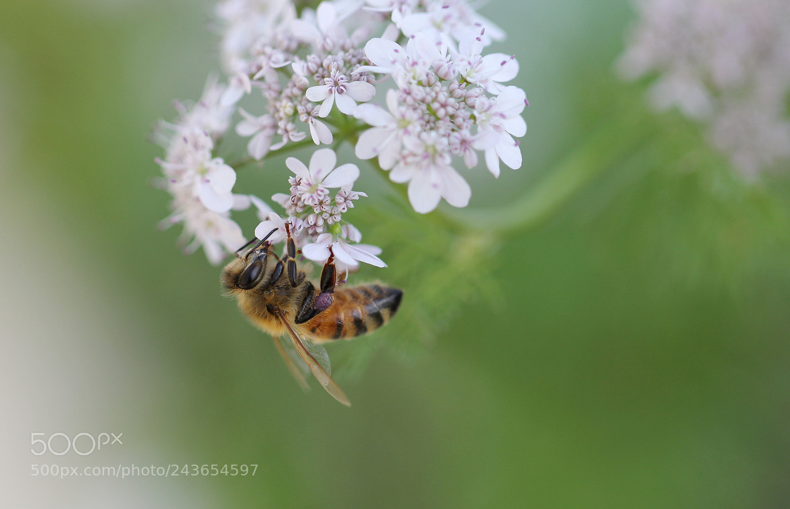 Canon EOS 60D sample photo. Bee on coriander flowers photography
