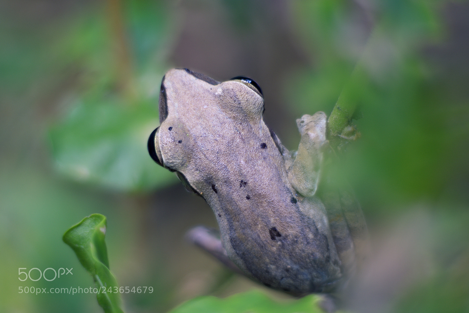 Sony a6500 sample photo. The bokeh swimmer photography