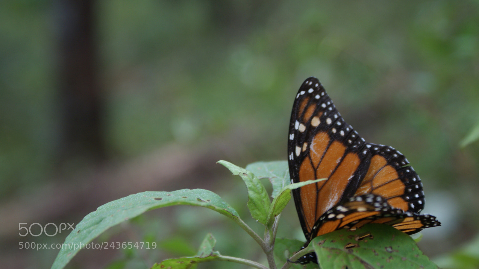 Sony DT 18-70mm F3.5-5.6 sample photo. Monarchy photography