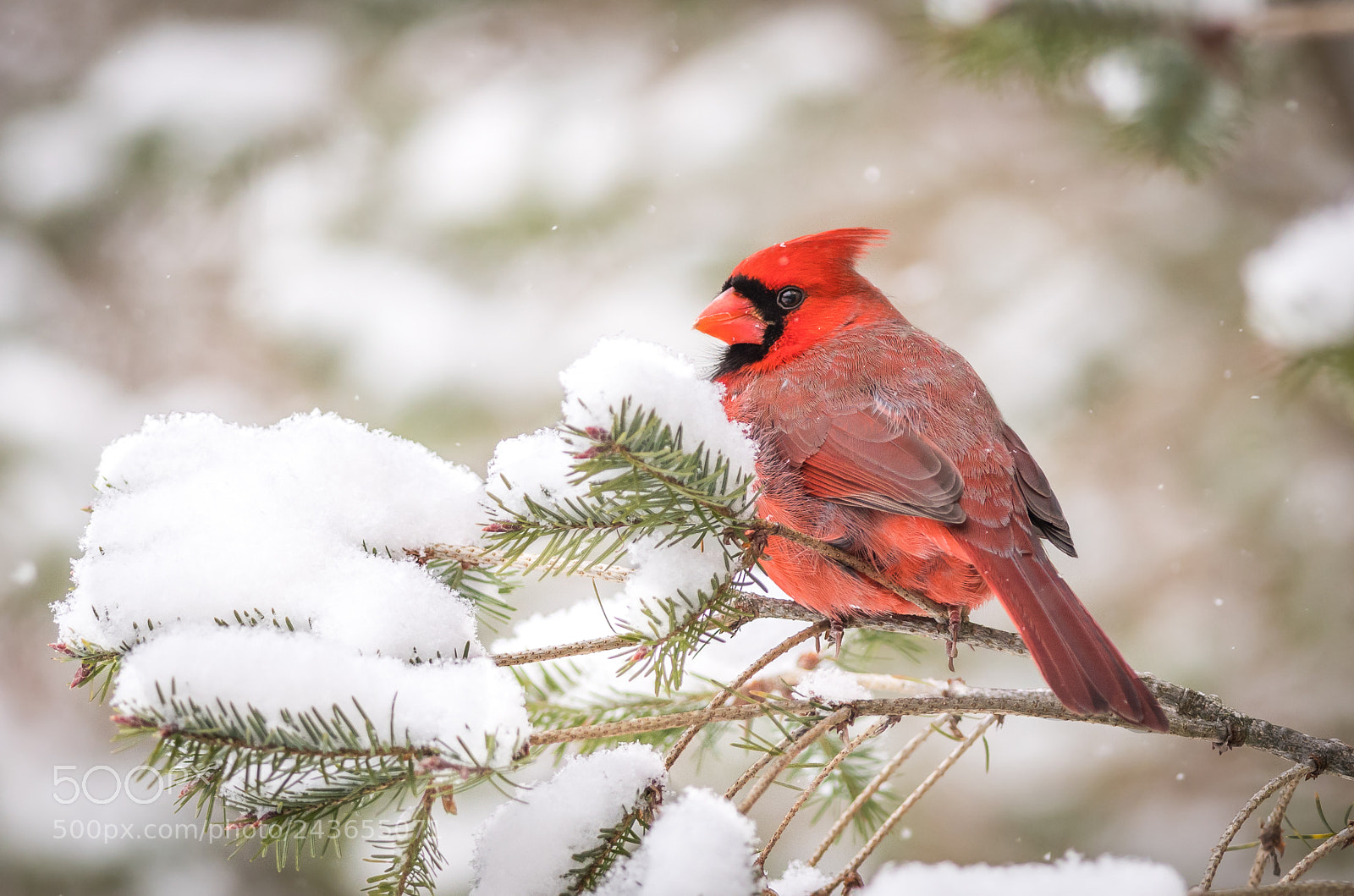 Nikon D500 sample photo. Cardinal photography