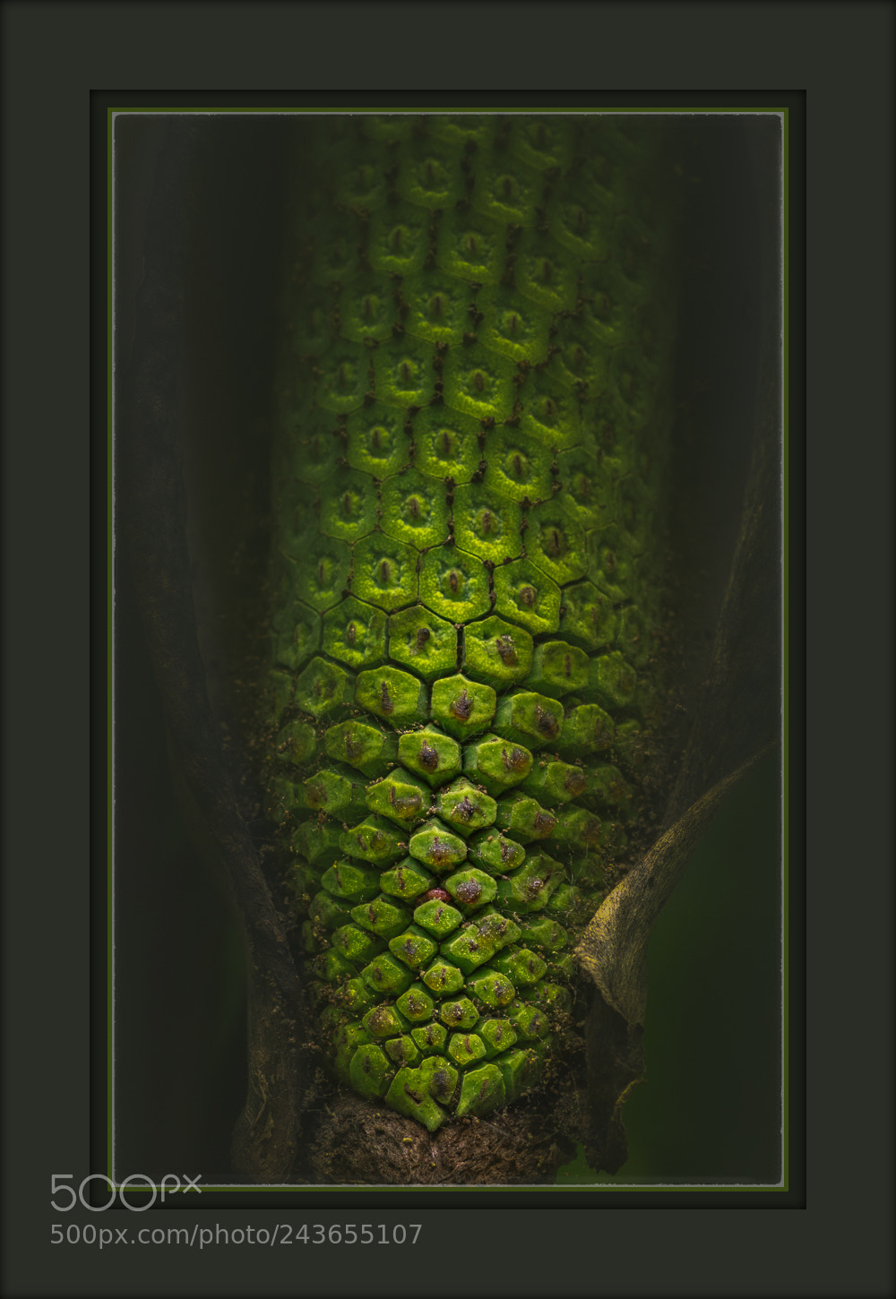 Canon EOS 7D Mark II sample photo. Green face photography