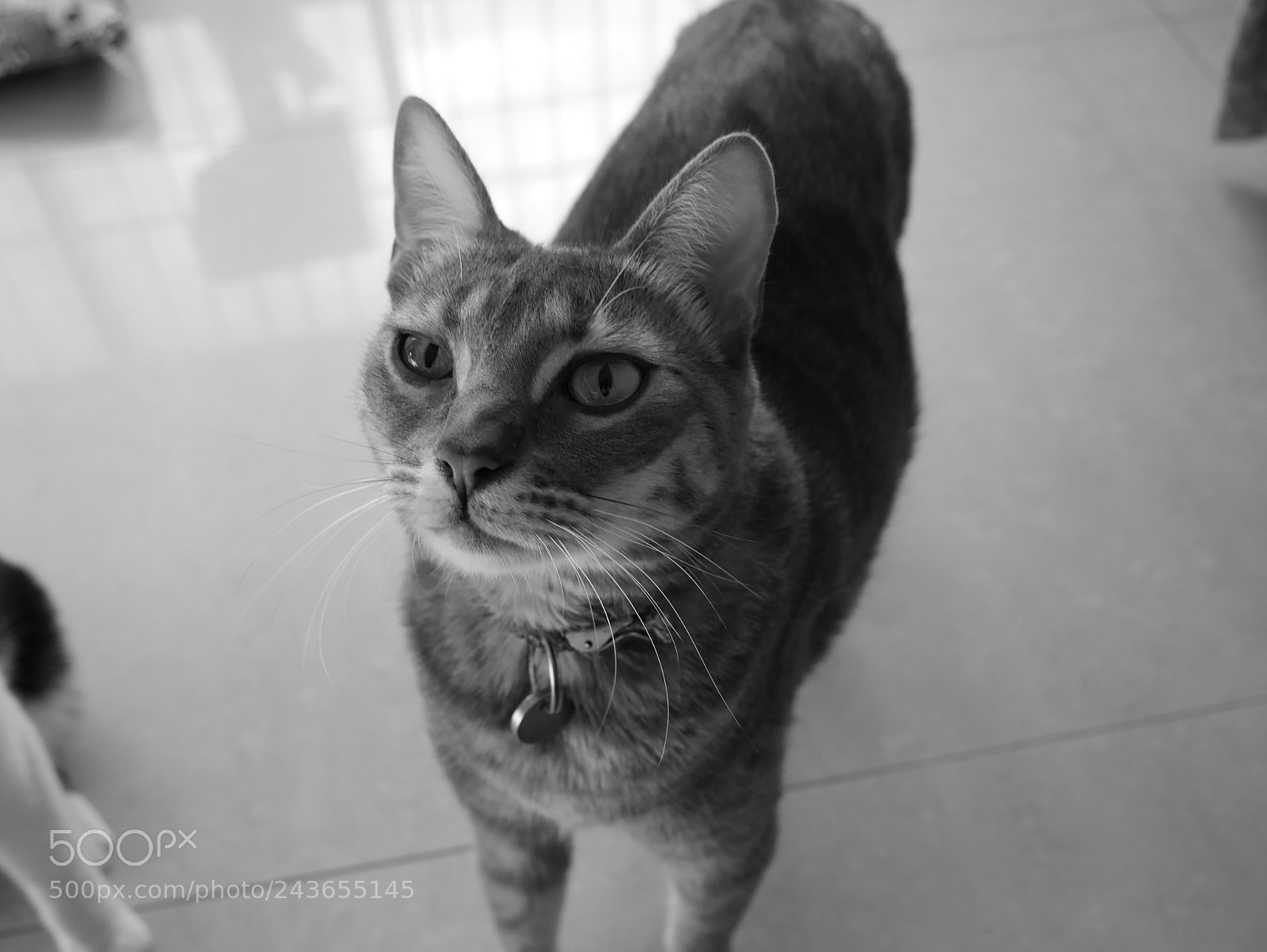 Panasonic Lumix DMC-G7 sample photo. P photography