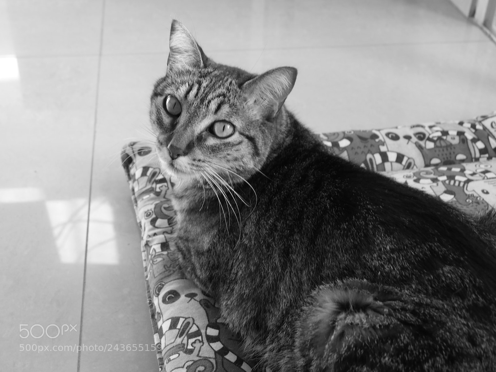 Panasonic Lumix DMC-G7 sample photo. P photography