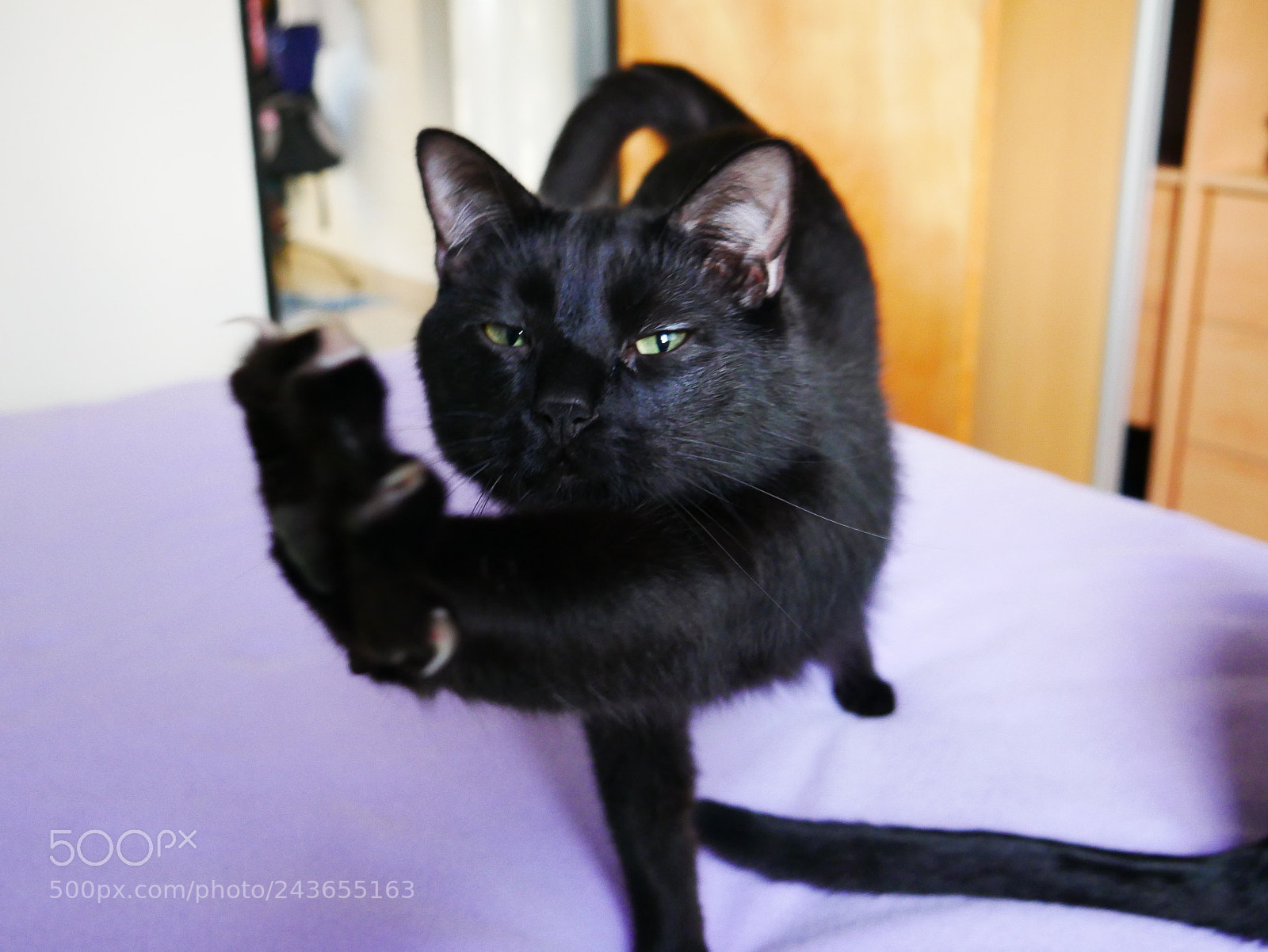 Panasonic Lumix DMC-G7 sample photo. P photography