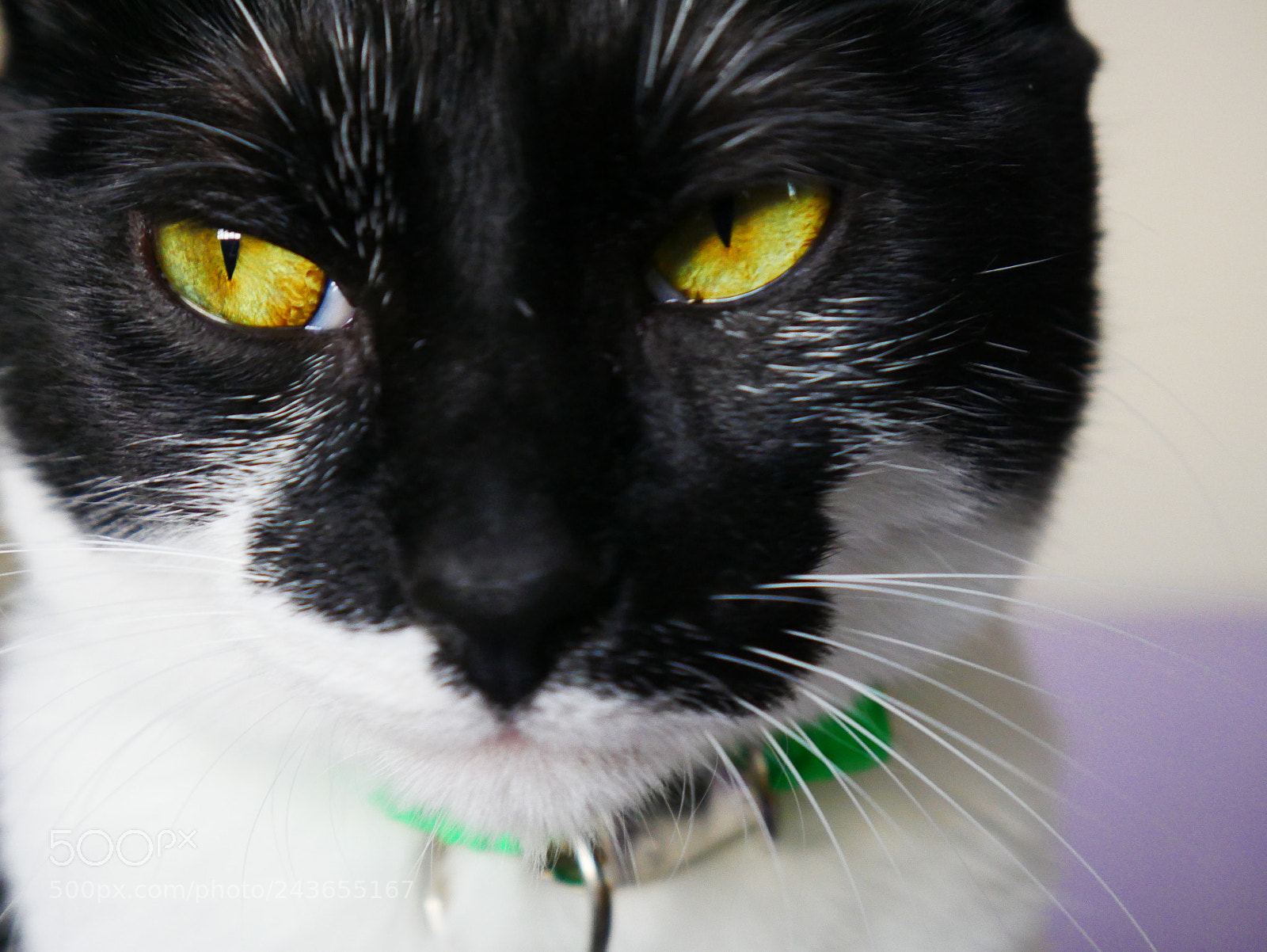 Panasonic Lumix DMC-G7 sample photo. P photography