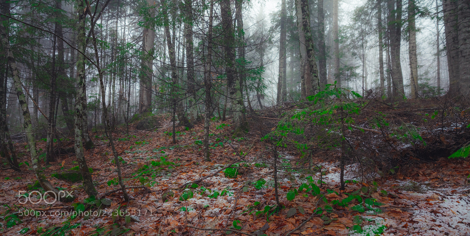 Canon EOS 5DS R sample photo. Forest promenade photography