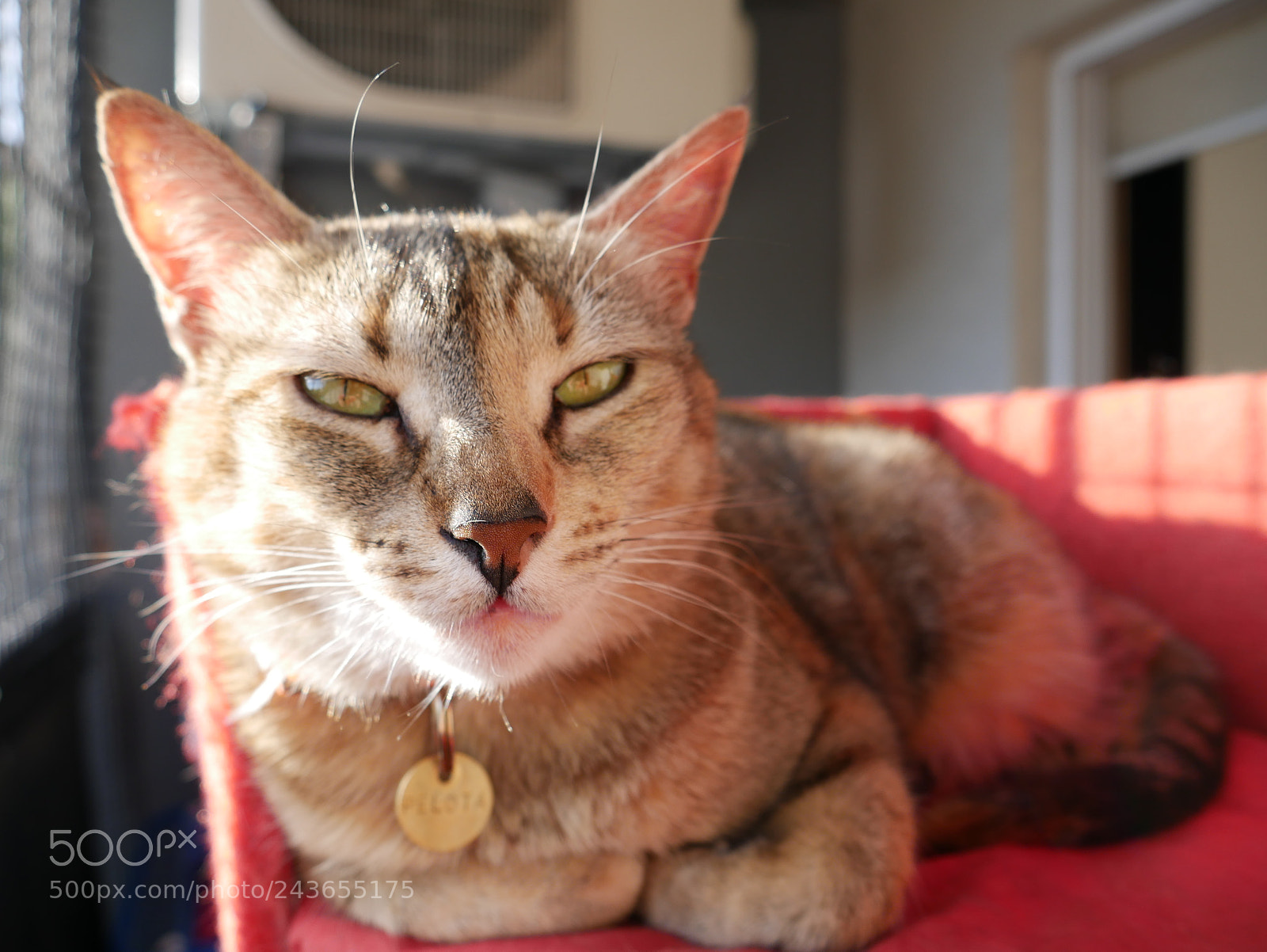 Panasonic Lumix DMC-G7 sample photo. P photography