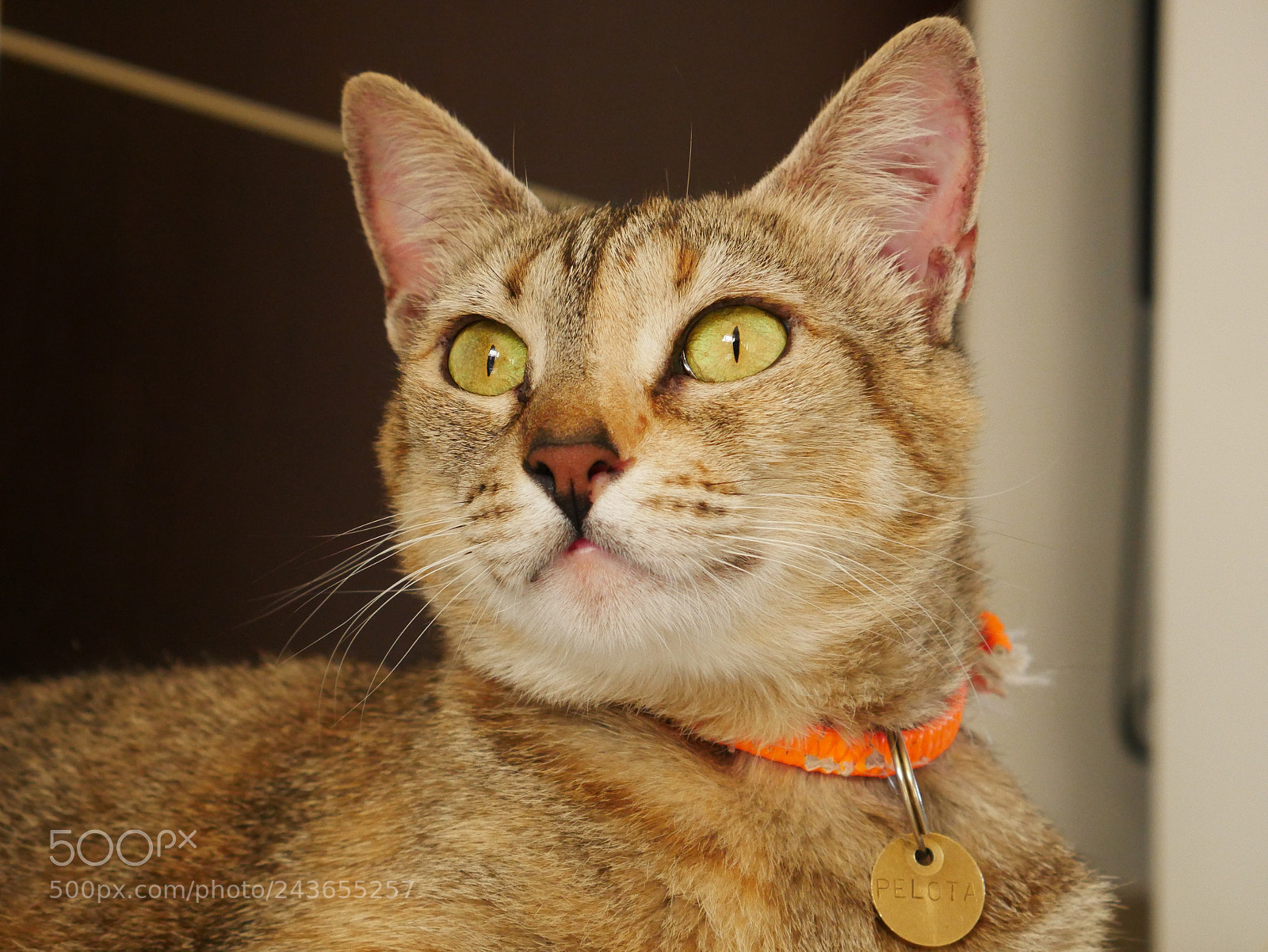 Panasonic Lumix DMC-G7 sample photo. 1010366.jpg photography