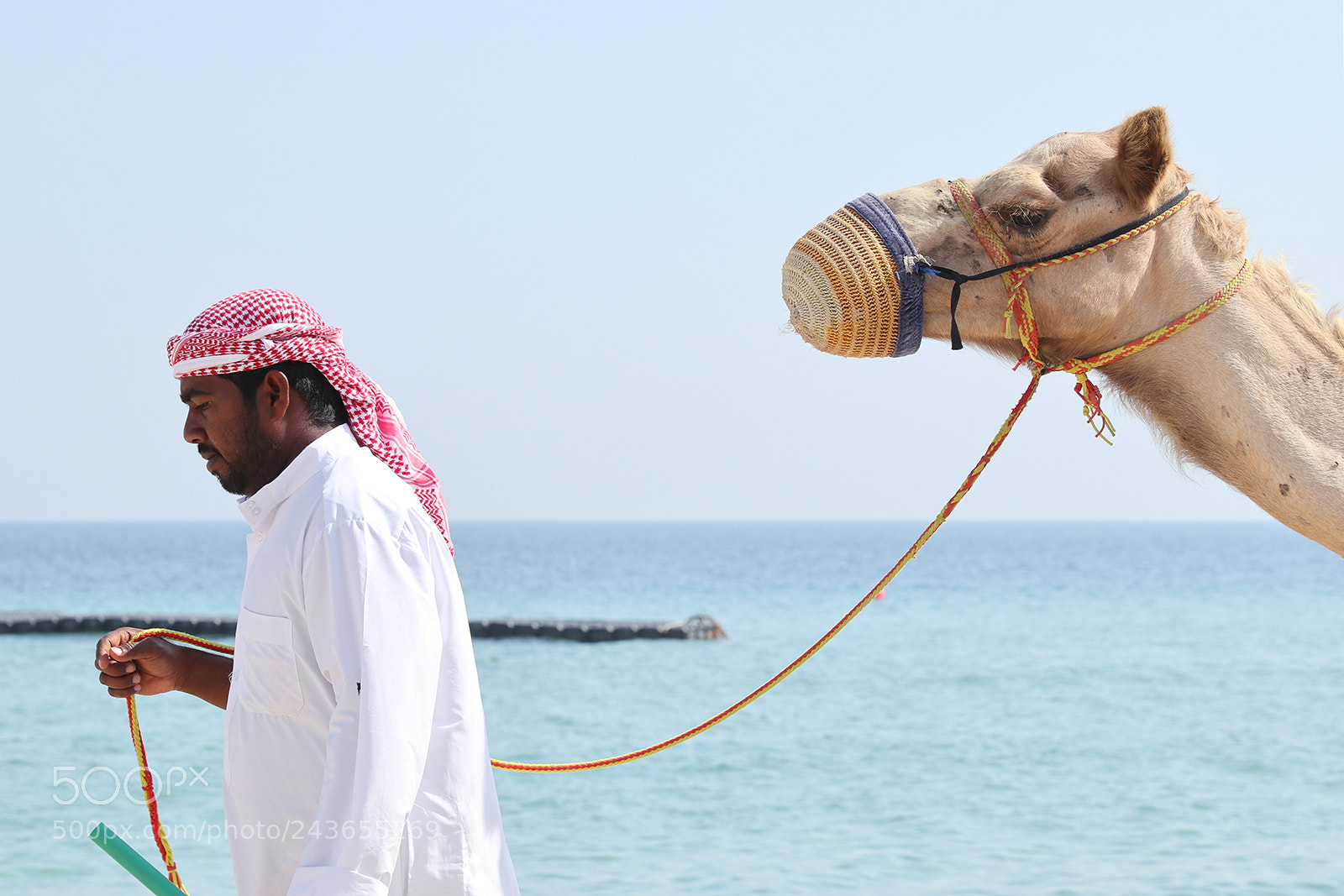 Canon EOS M6 sample photo. Camel photography