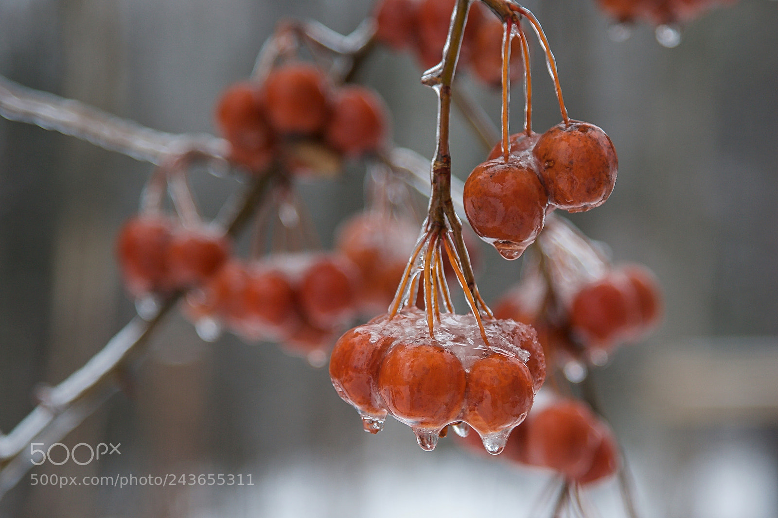 Canon EOS-1D X sample photo. Frozen fruit photography