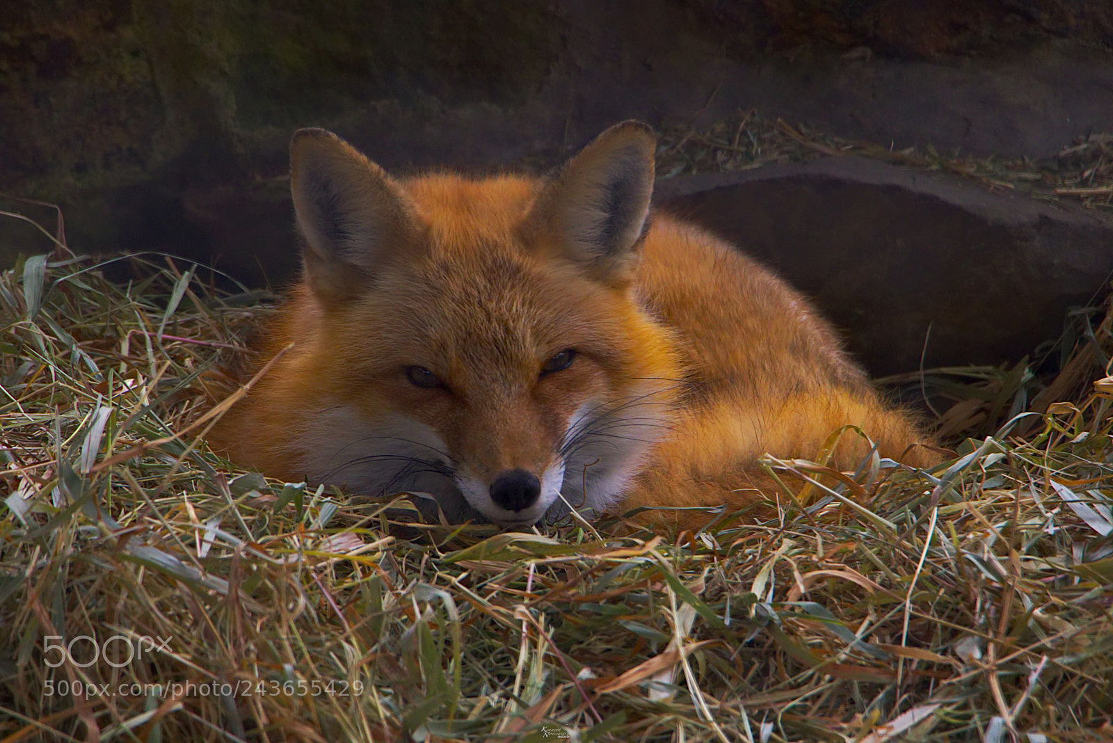 Canon EOS M5 sample photo. Snoozing red fox photography