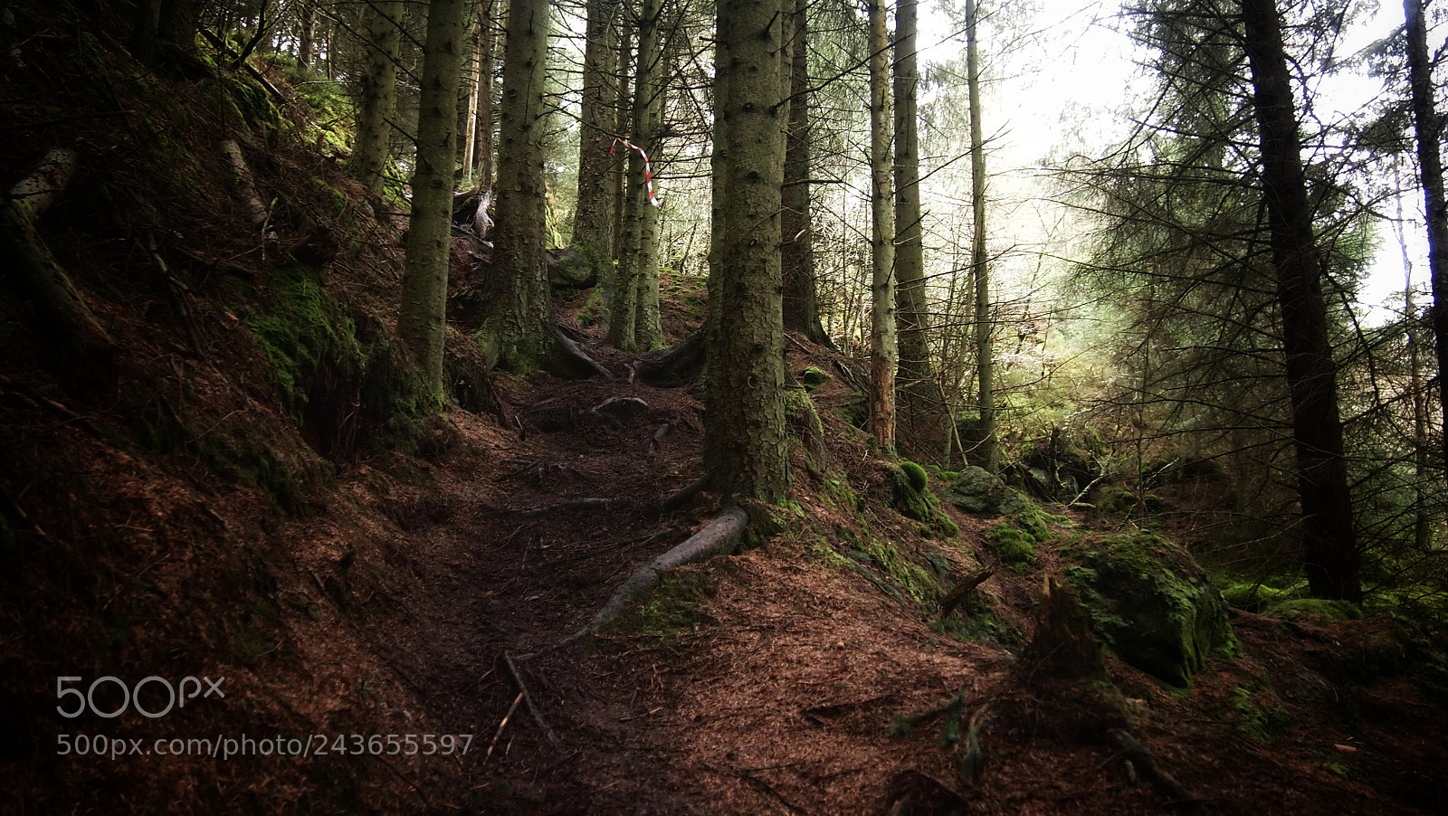 Olympus PEN E-PL1 sample photo. Early morning woodland photography