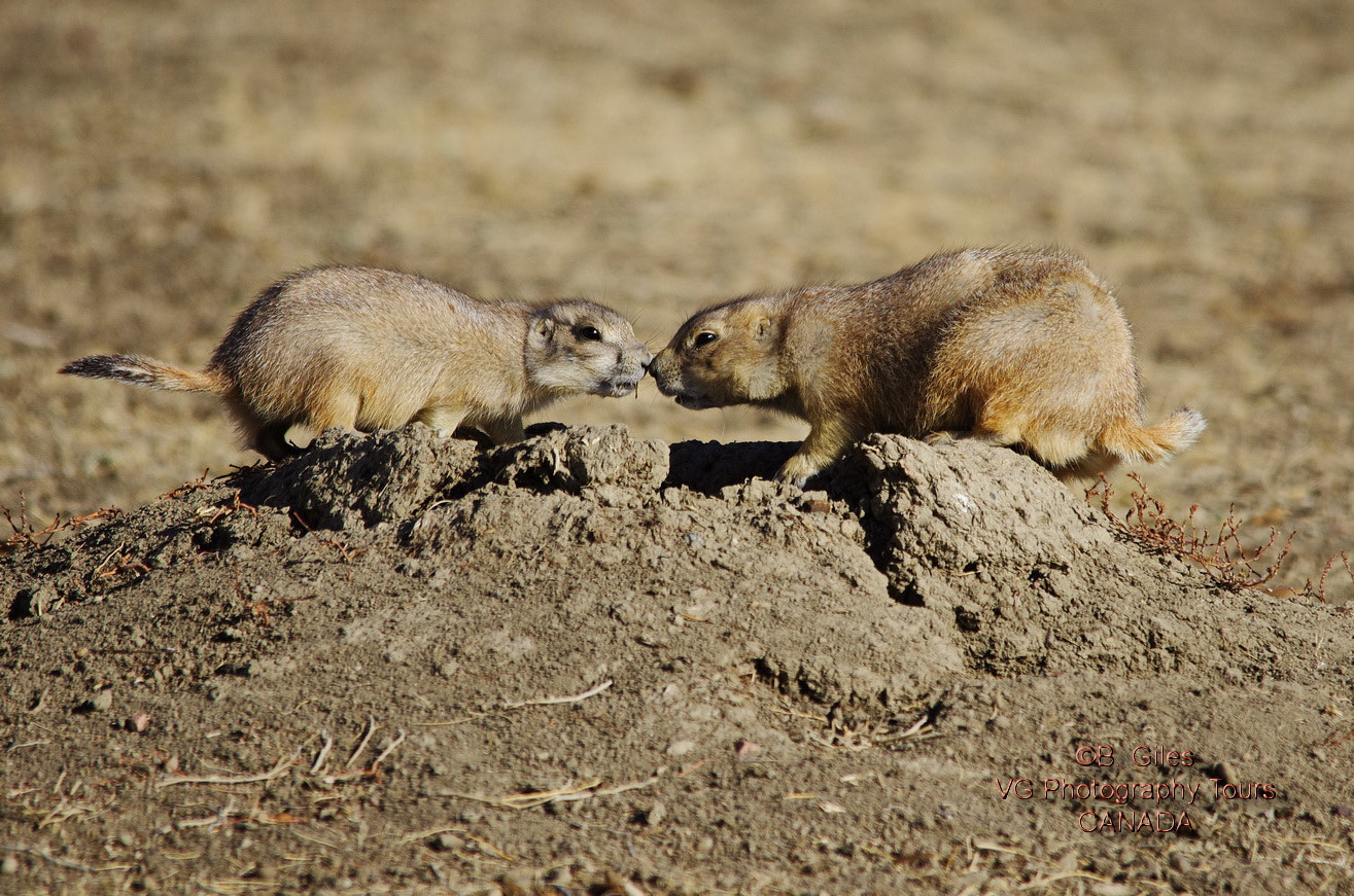 Pentax K-5 IIs + Sigma 150-500mm F5-6.3 DG OS HSM sample photo. Mother and child photography