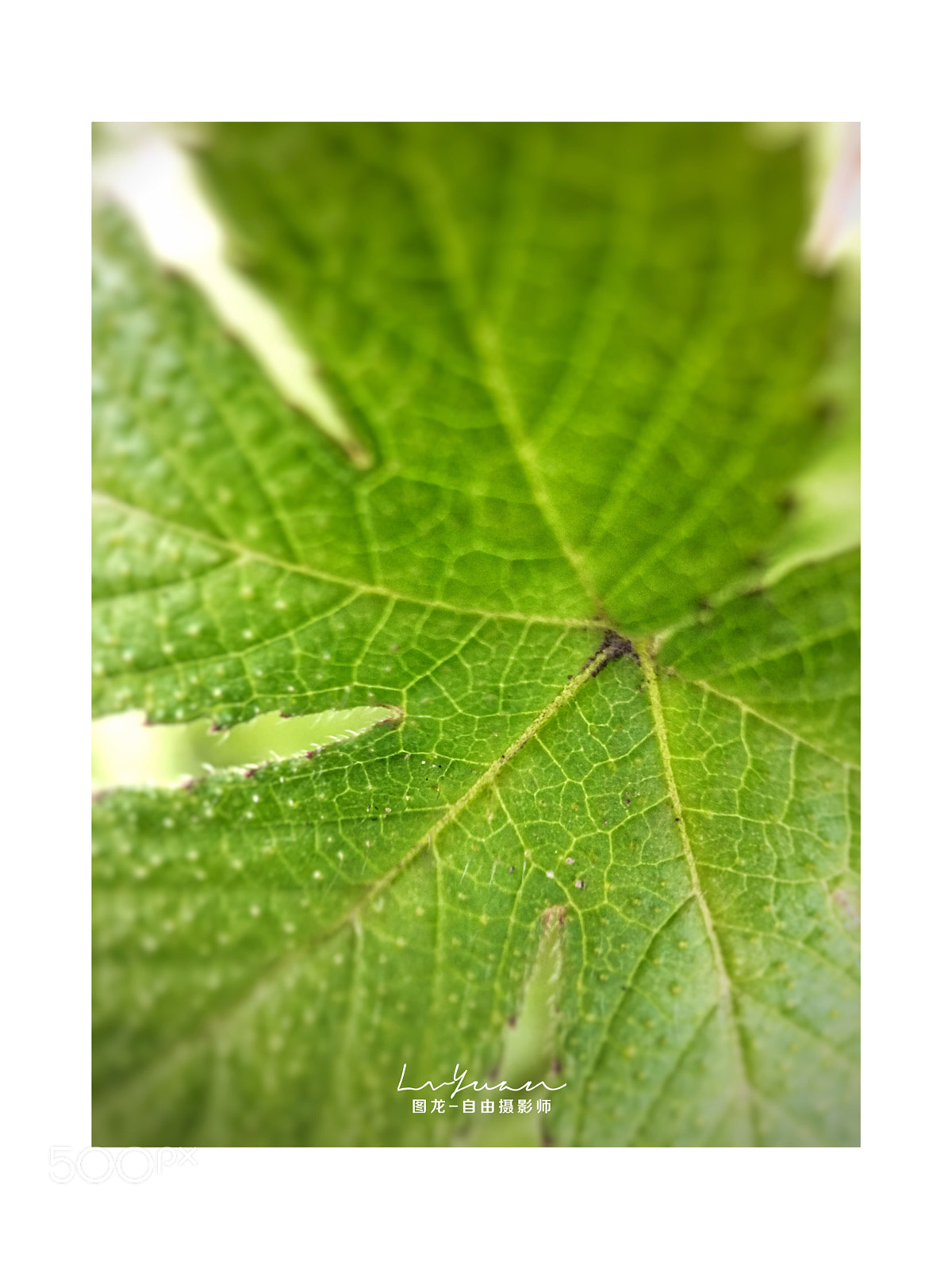 Apple iPhone 6s Plus sample photo. Untitled photography