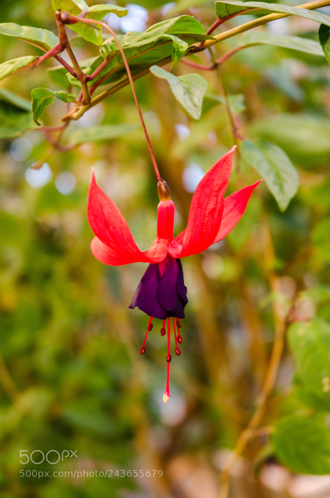 Nikon D5100 sample photo. 297 photography