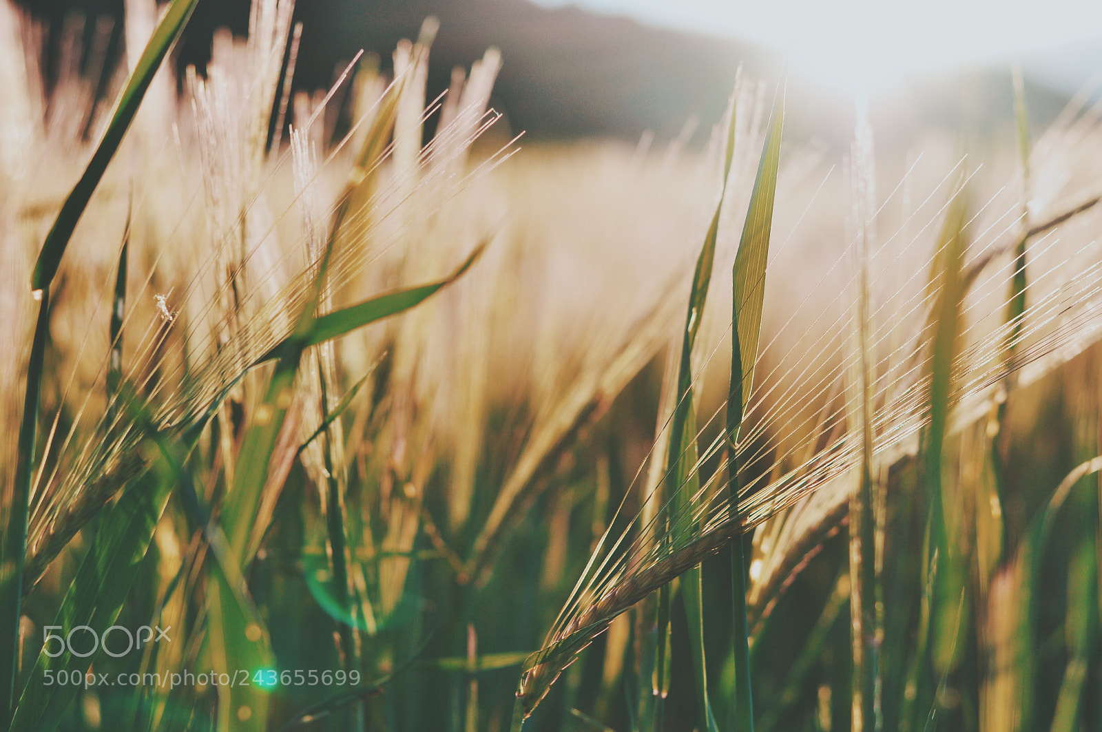 Nikon D90 sample photo. Countryside photography