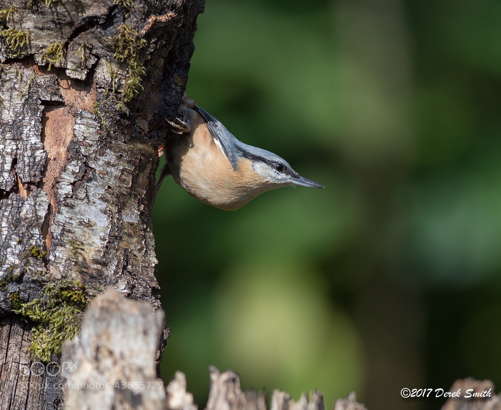 Nikon D4S sample photo. Nuthatch photography