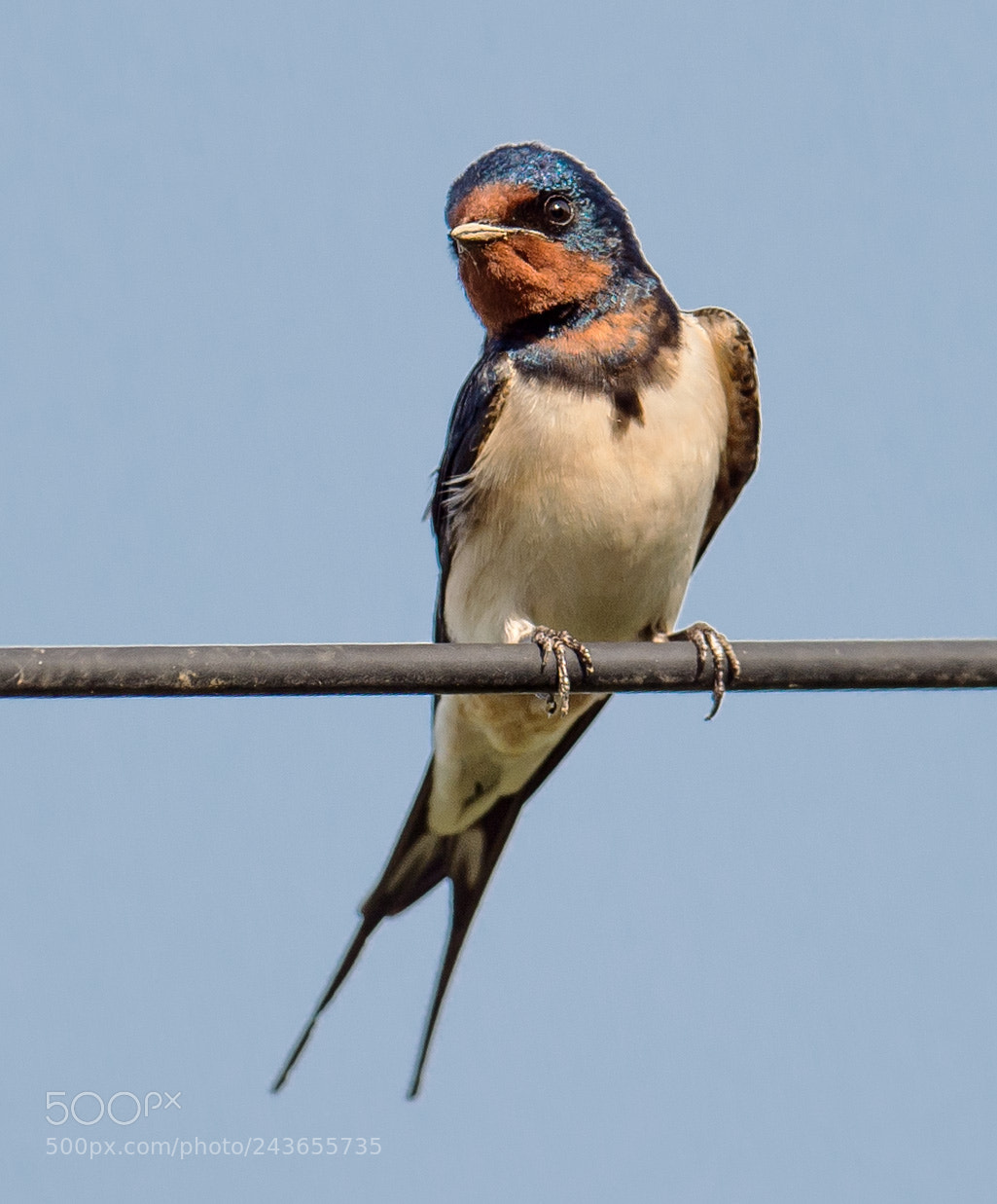 Nikon D4S sample photo. Swallow photography