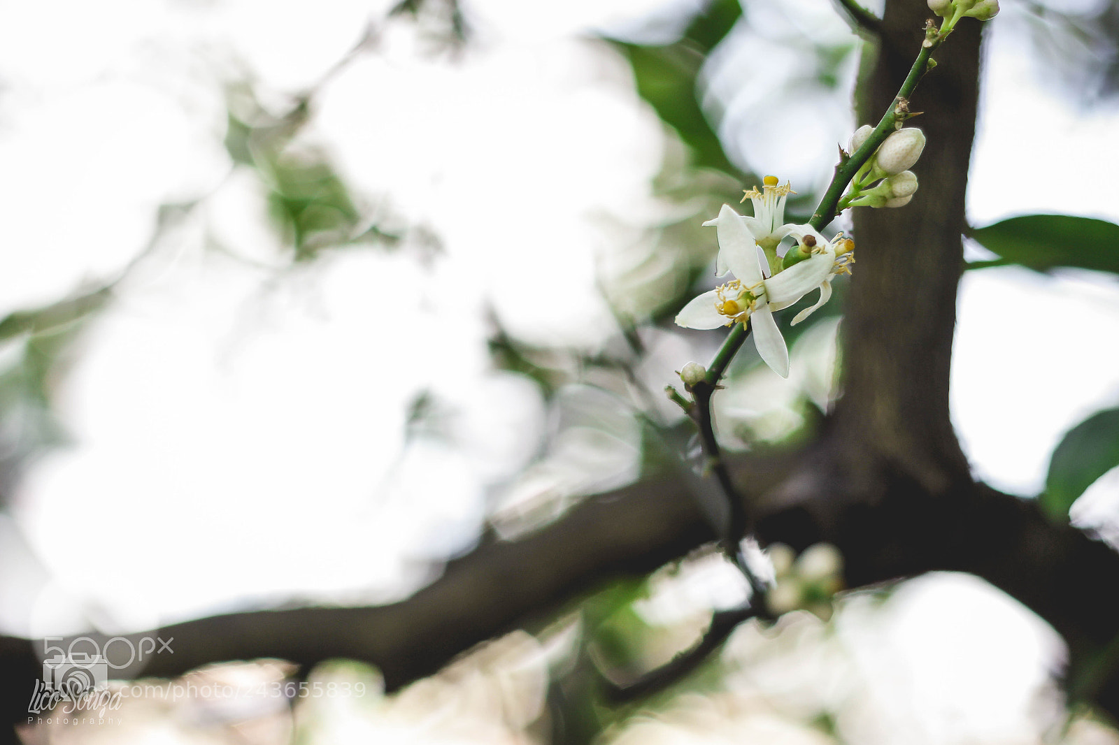 Canon EOS 600D (Rebel EOS T3i / EOS Kiss X5) sample photo. Detail photography