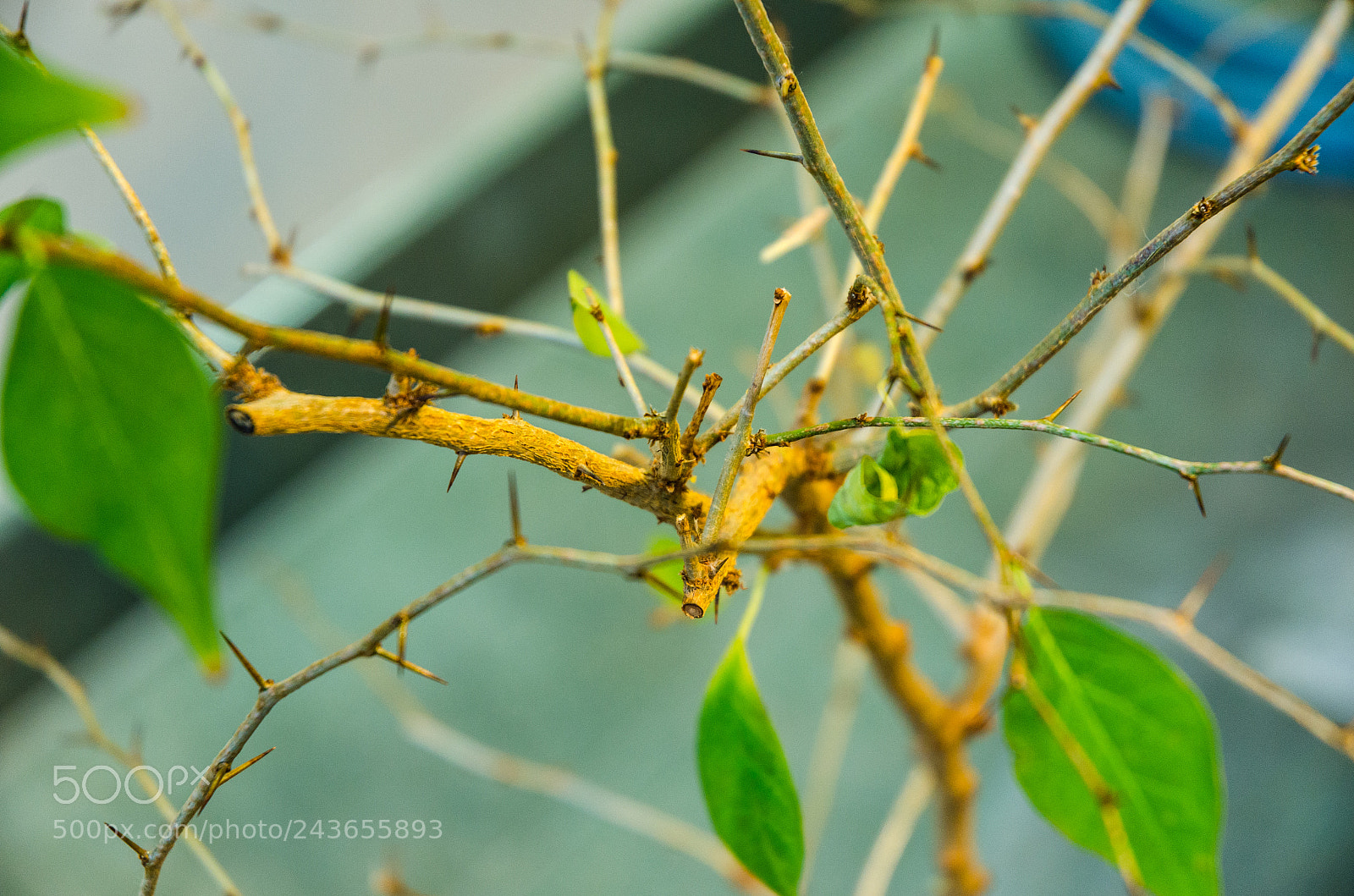 Nikon D5100 sample photo. 298 photography