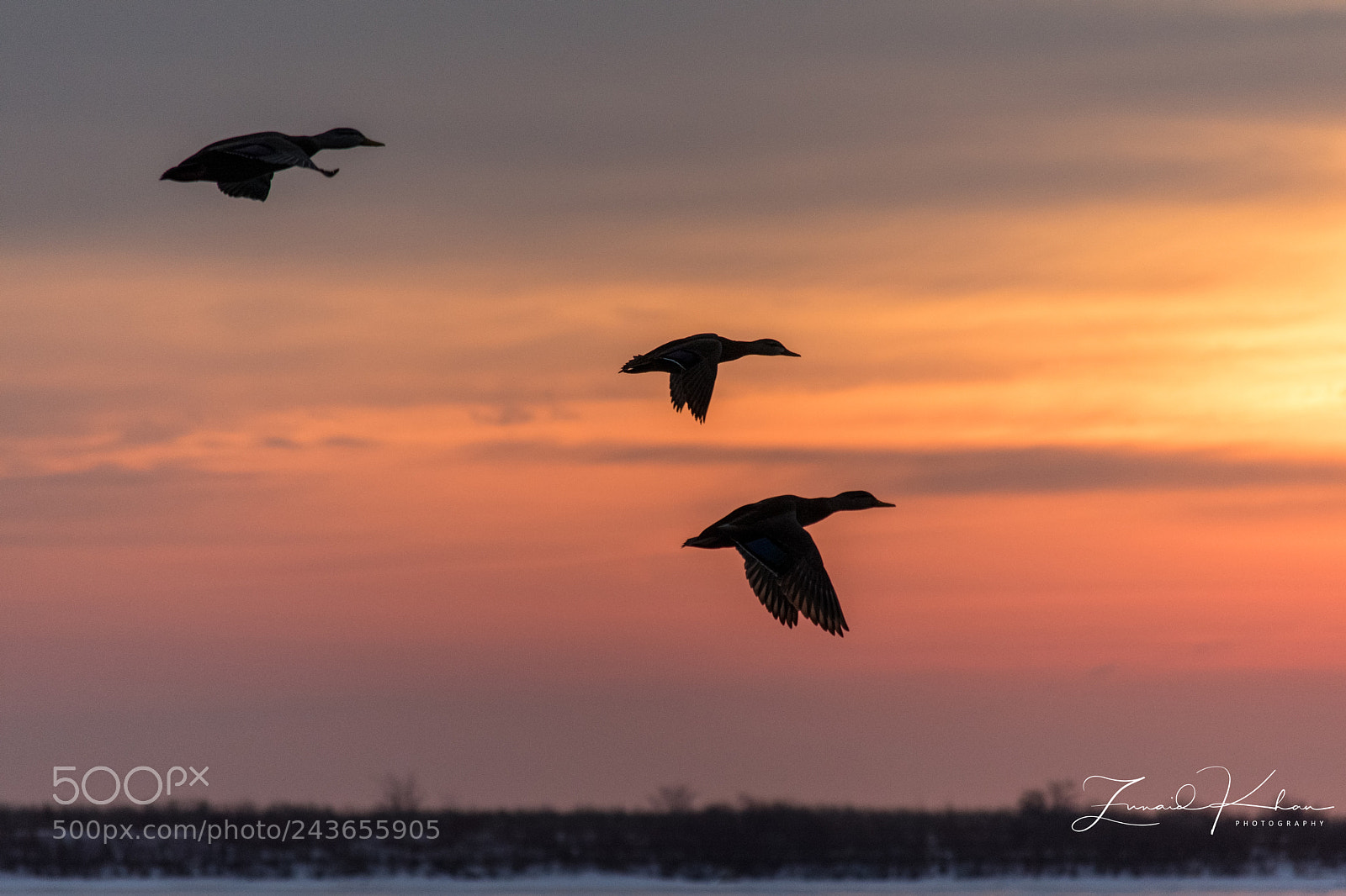 Nikon D3400 sample photo. Morning flight photography