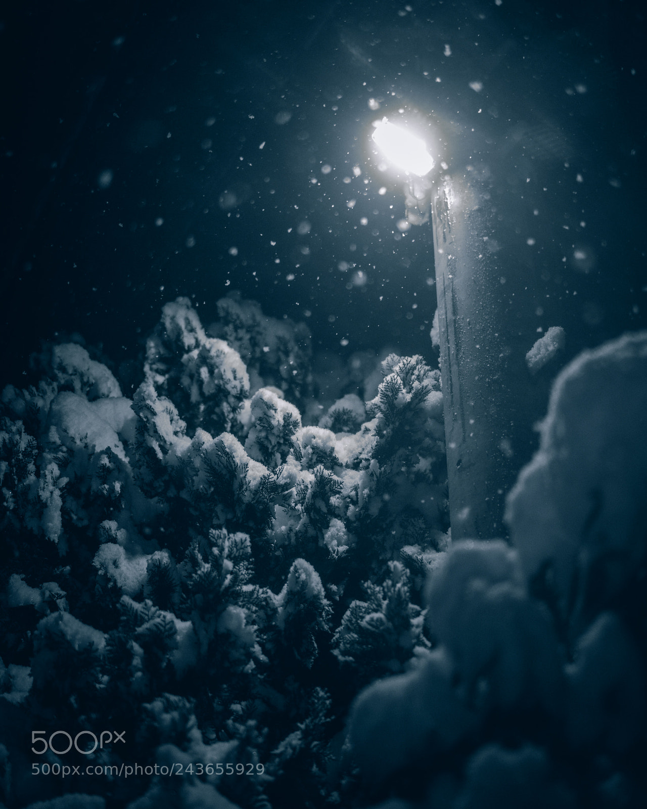 Sony a7R III sample photo. Heavy snow of a photography
