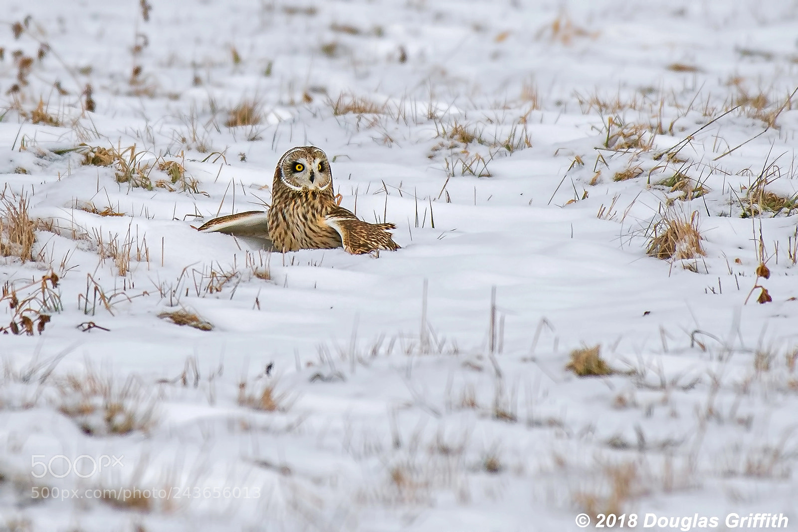 Nikon D500 sample photo. Mantling short-eared owl asio photography