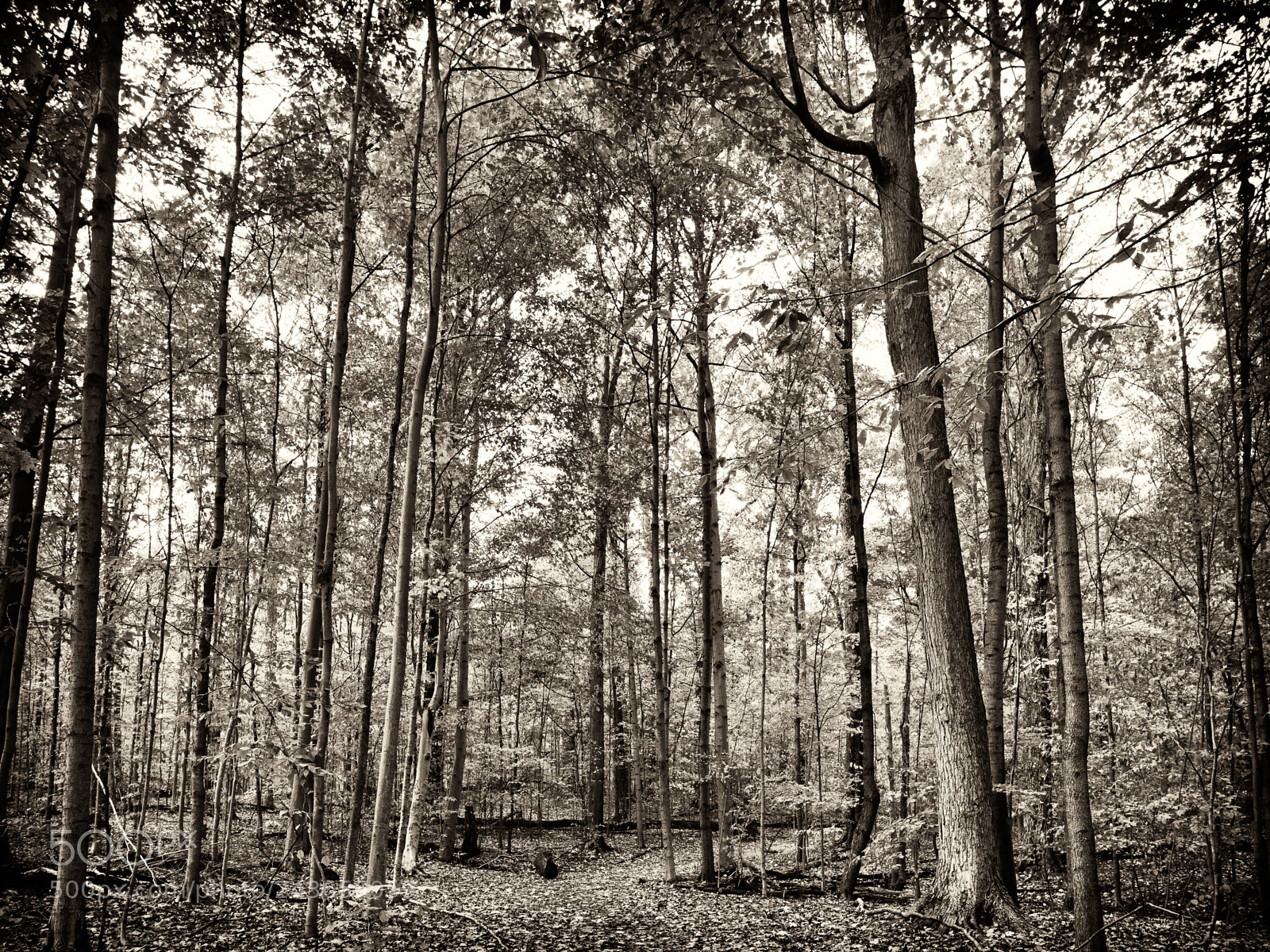 Olympus OM-D E-M10 II sample photo. In the woods photography