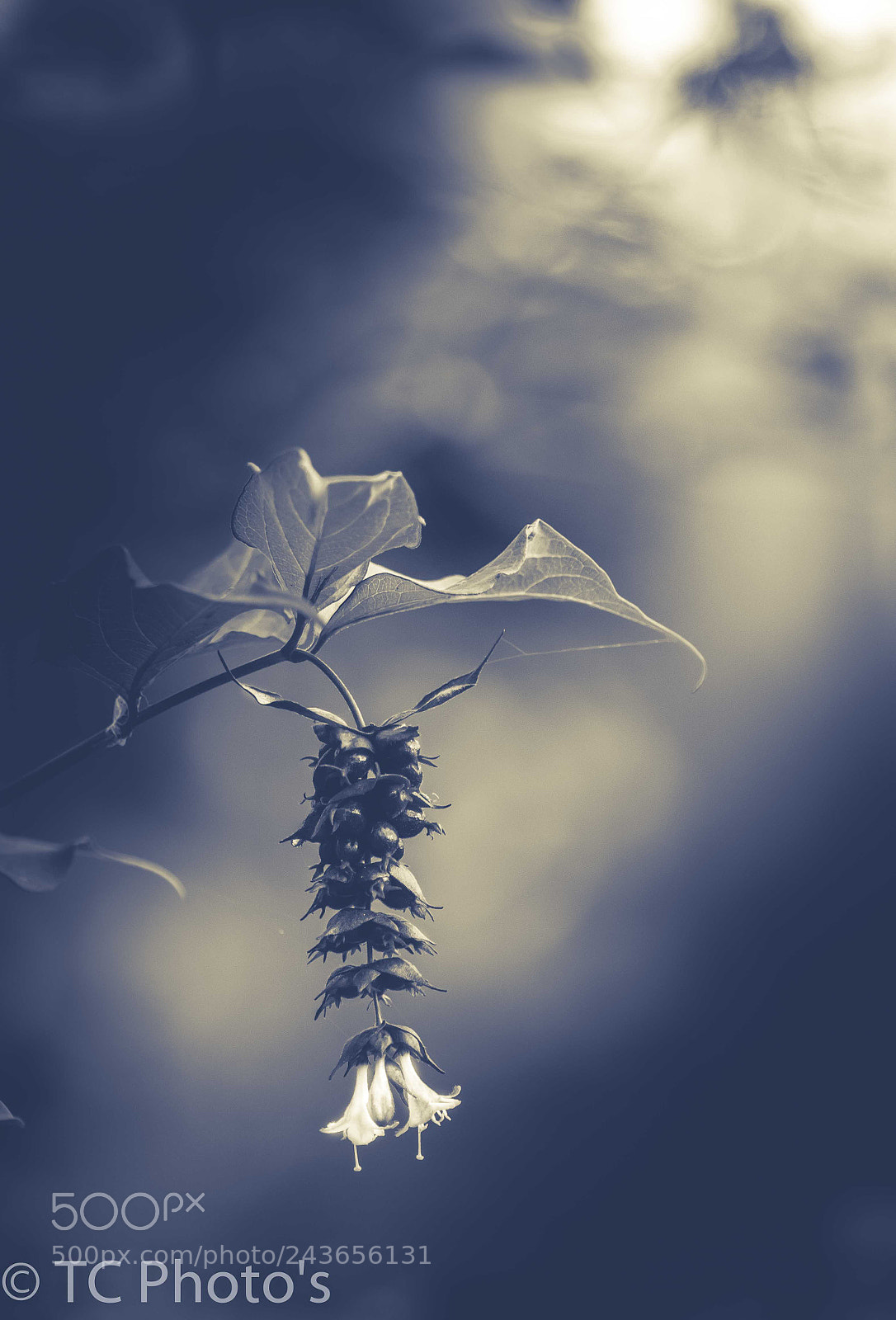 Sony ILCA-77M2 sample photo. _dsc2989-2.jpg photography