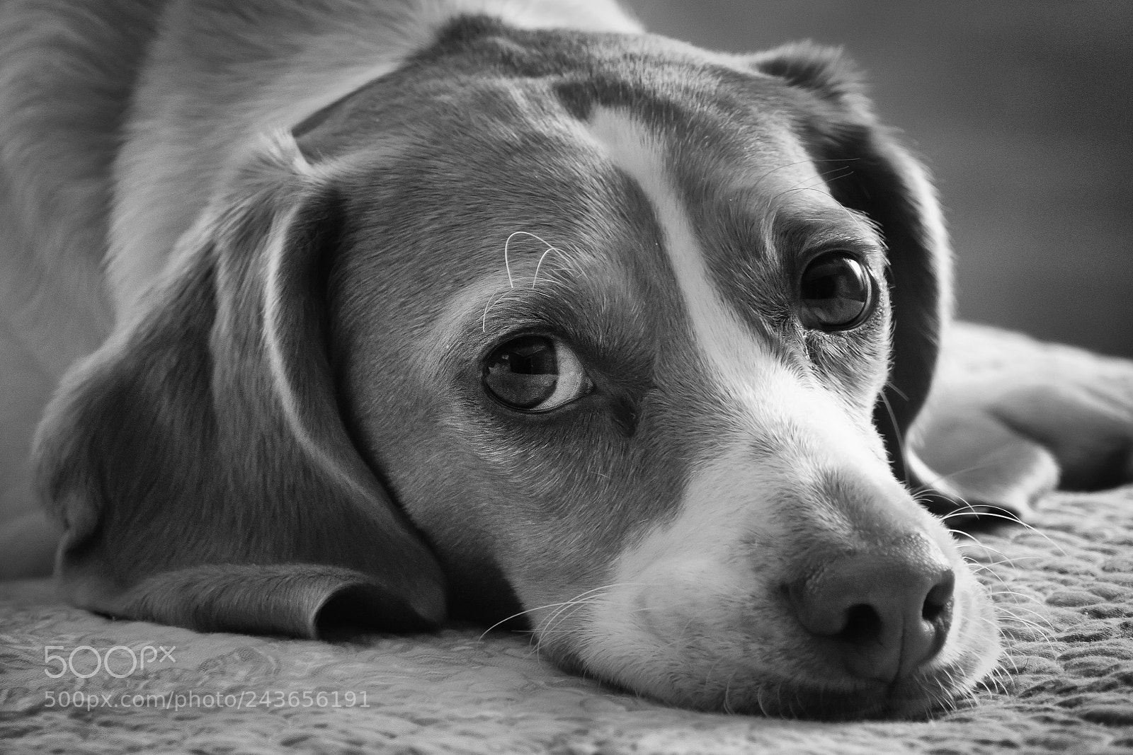 Canon EOS M5 sample photo. Dogsitting. photography