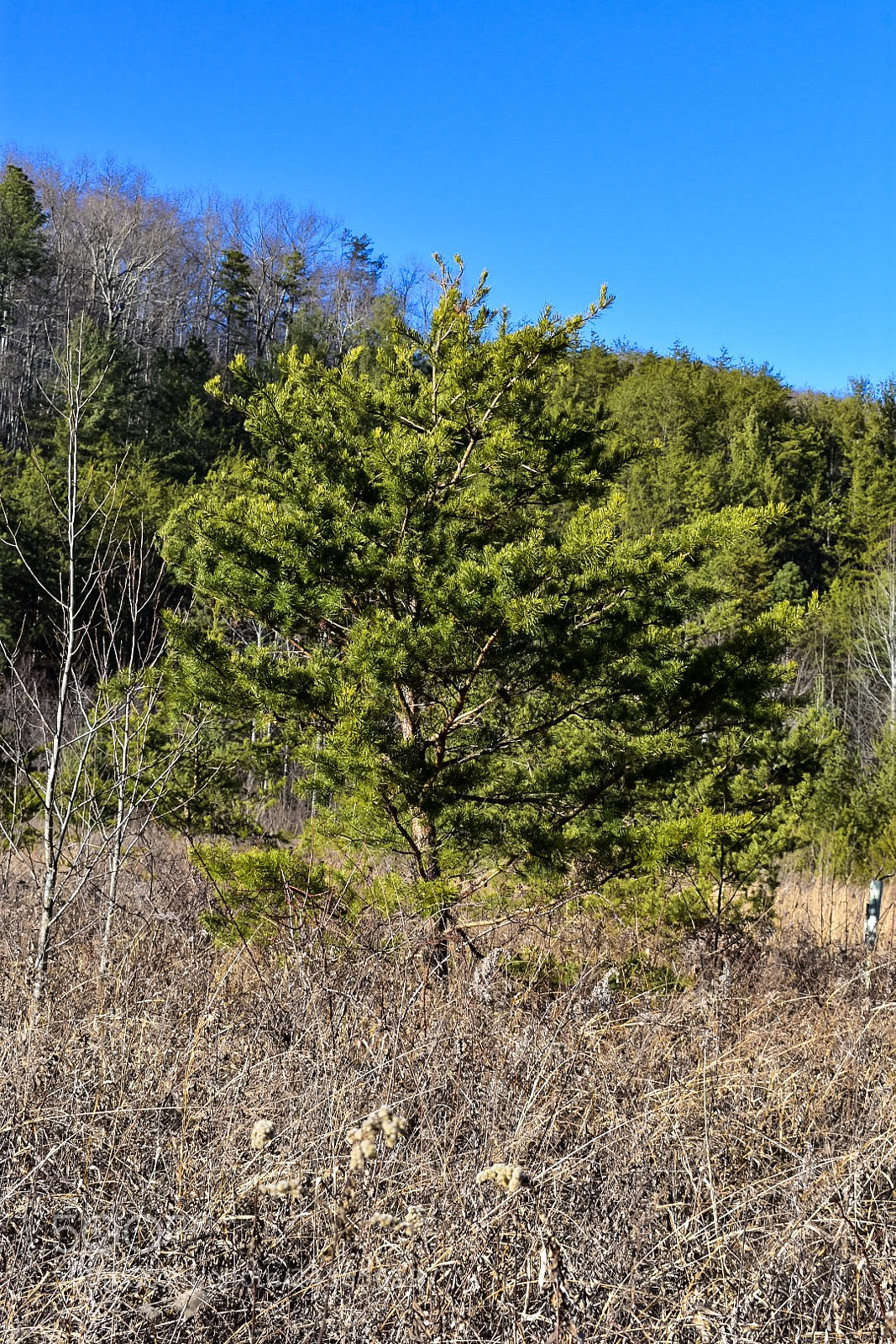 Nikon D3400 sample photo. A lonely pine. photography