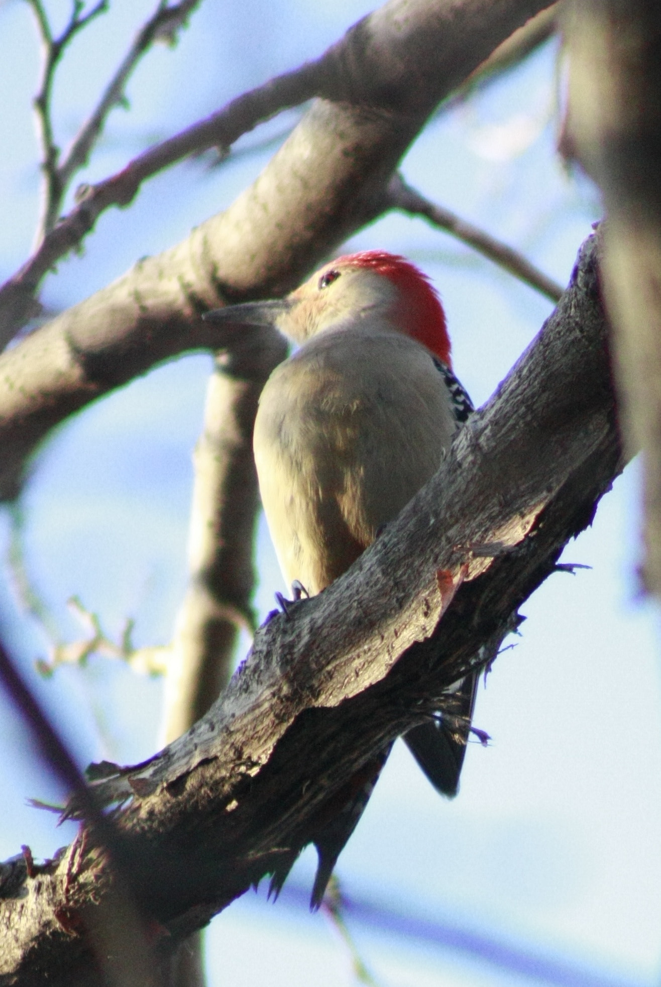 Canon EF 75-300mm f/4-5.6 USM sample photo. Red headed woodpecker photography