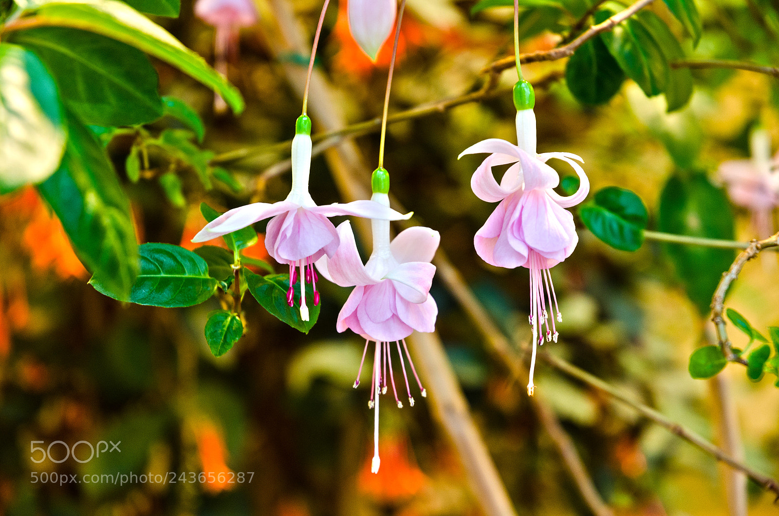 Nikon D5100 sample photo. 299 photography
