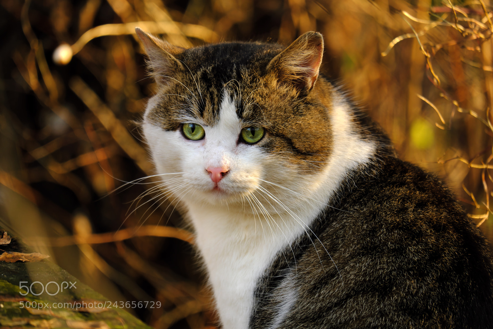 Fujifilm X-T20 sample photo. Cat for an evening photography
