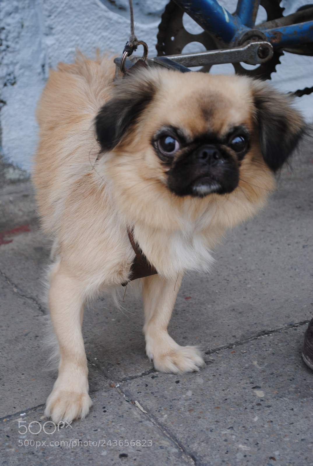 Nikon D3000 sample photo. Litle pekines dog photography