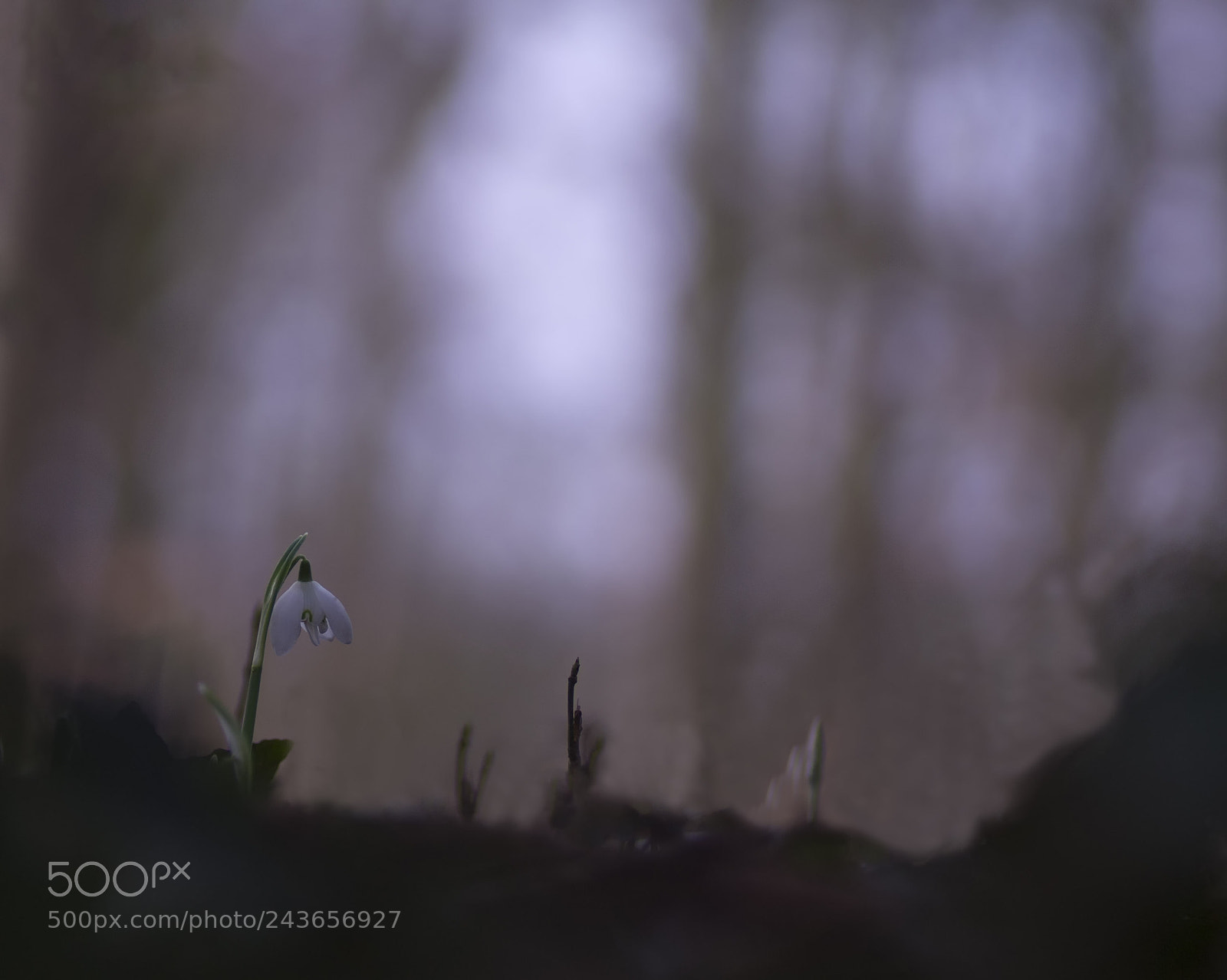 Sony SLT-A58 sample photo. The harbinger of spring photography