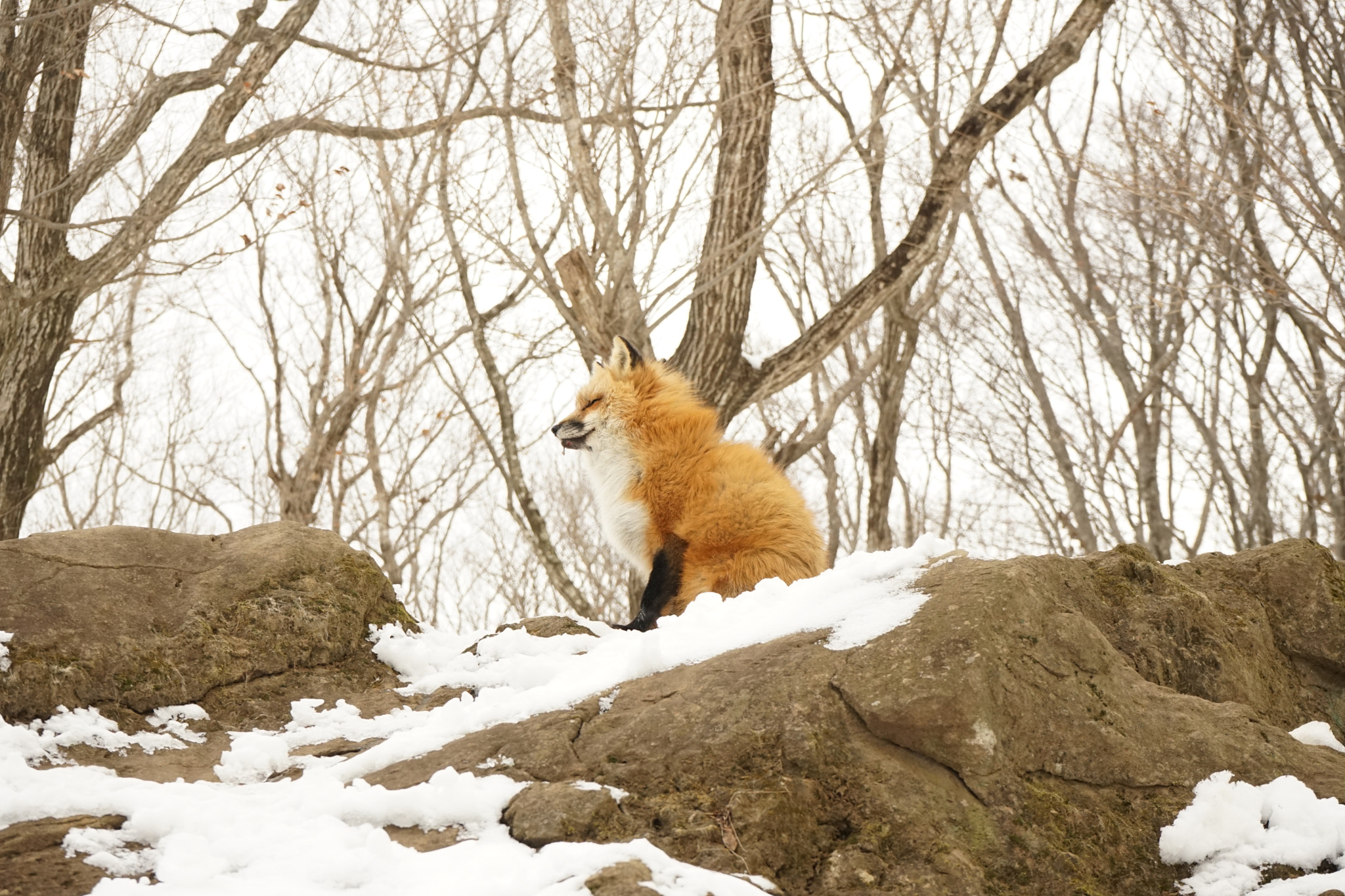 Sony FE 28-70mm F3.5-5.6 OSS sample photo. Napping fox photography