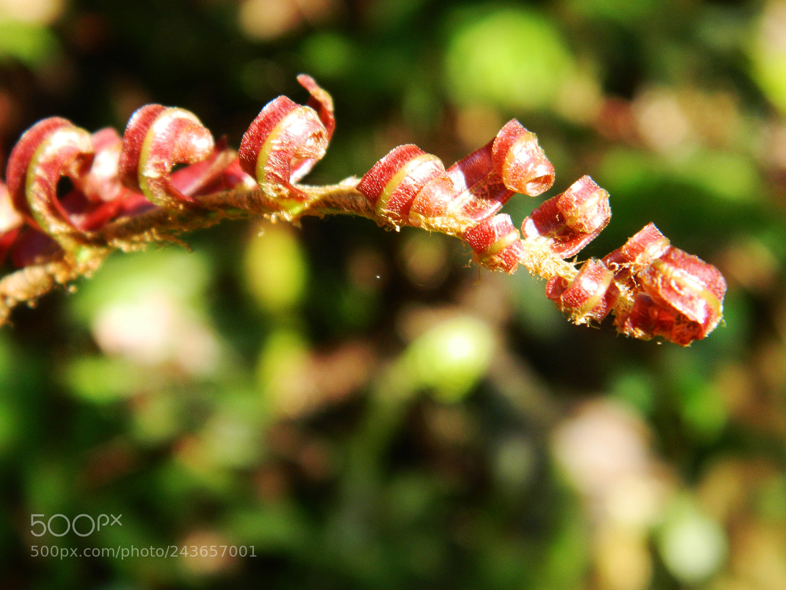Nikon Coolpix L120 sample photo. Wild ferns photography