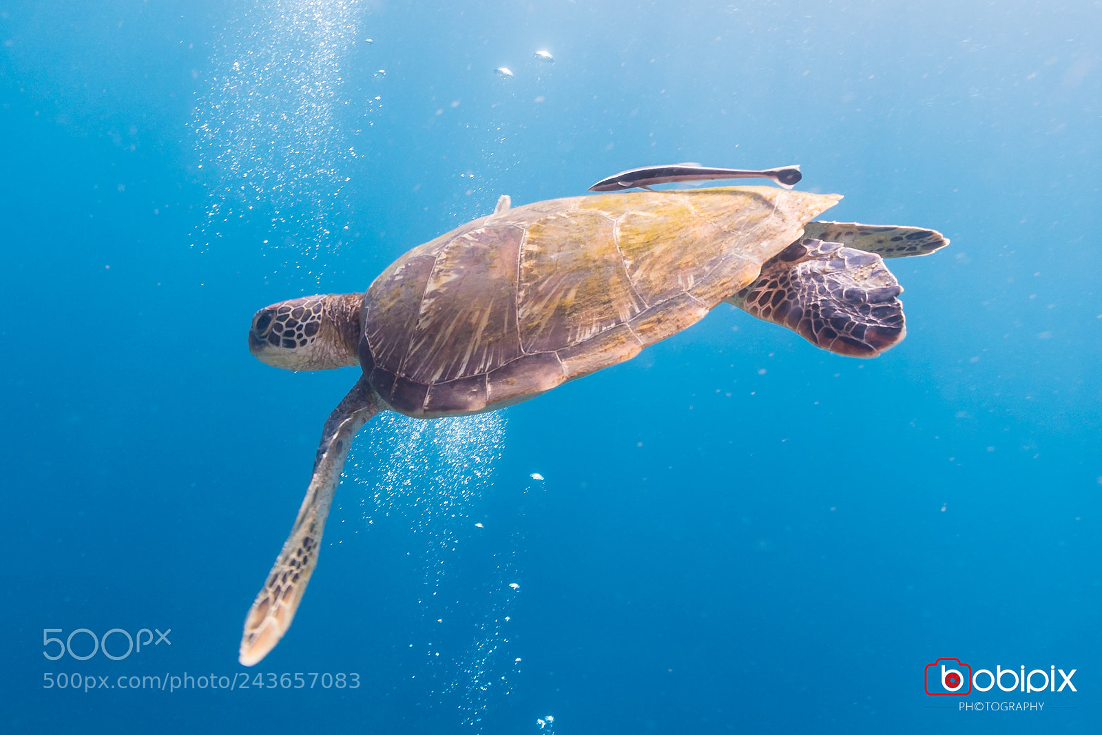 Nikon D500 sample photo. Philippines dive photography